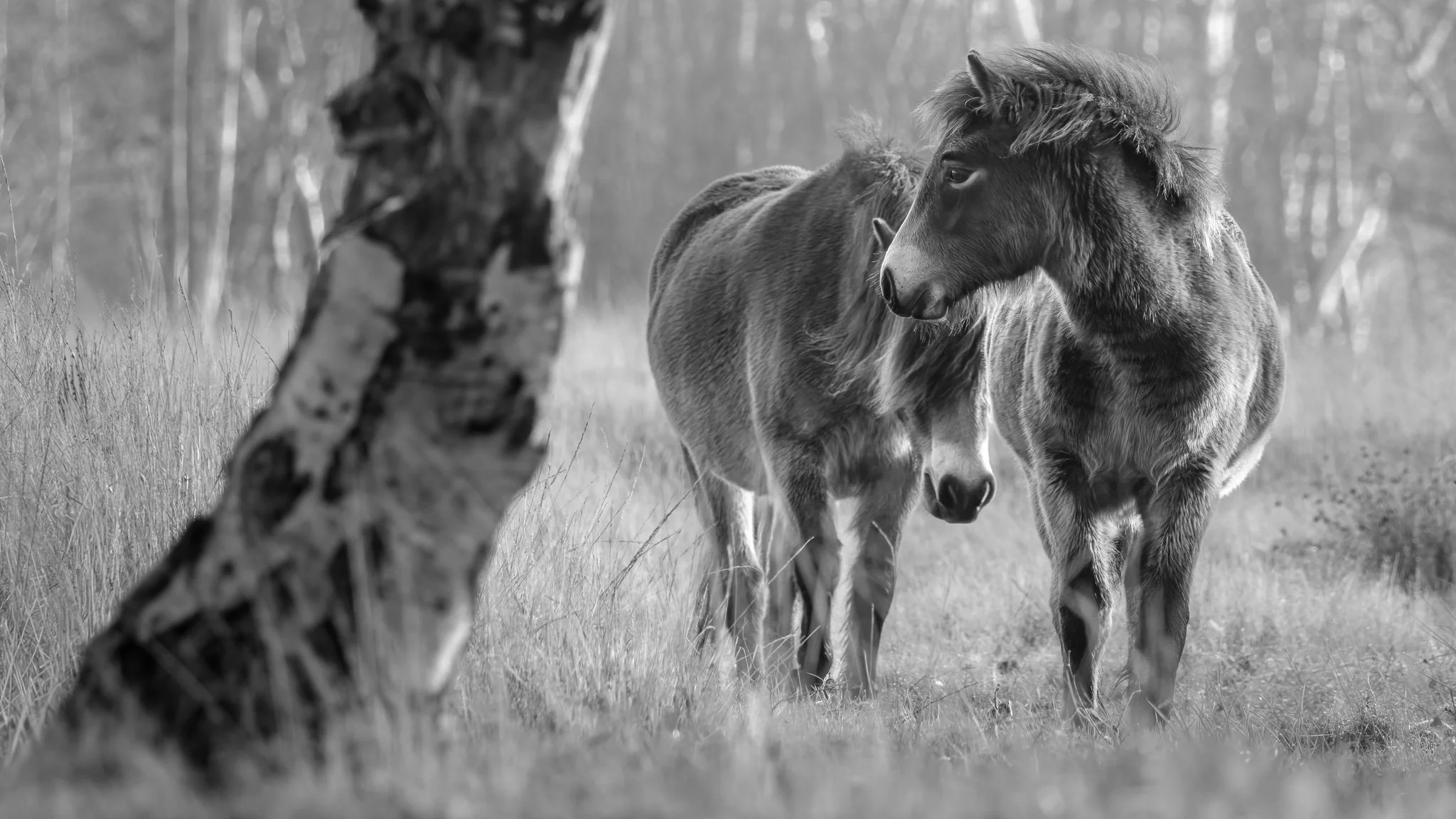 XT510771-DxO_DeepPRIME XD3 X-Trans ACROS-2.jpg