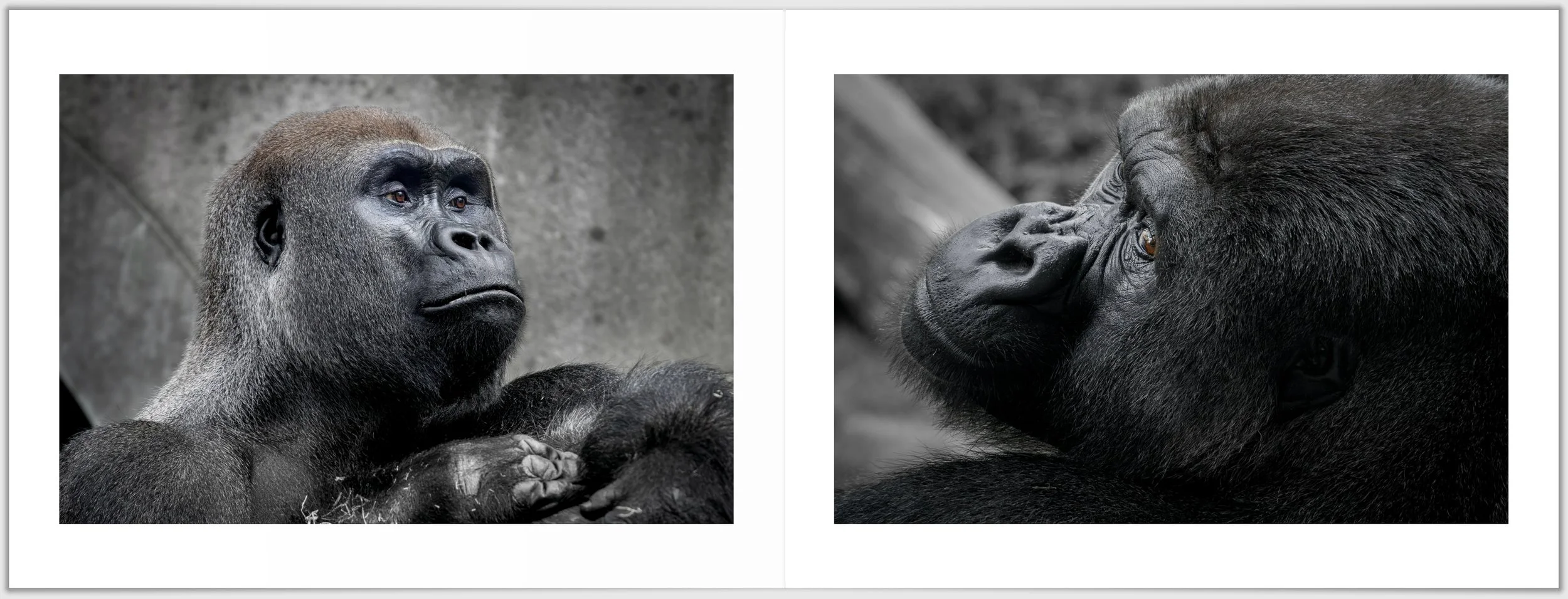 Schermafbeelding 2026-01-24 124232.jpg