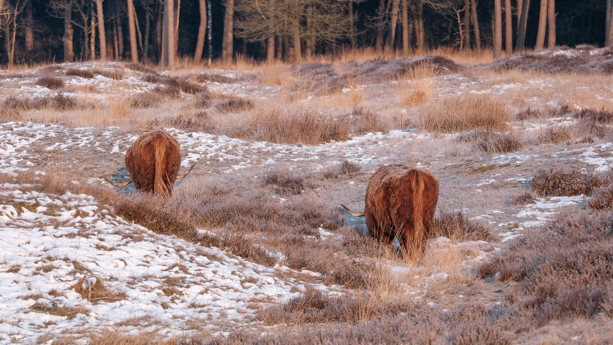 XS201576-DxO_DeepPRIME XD2s.jpg