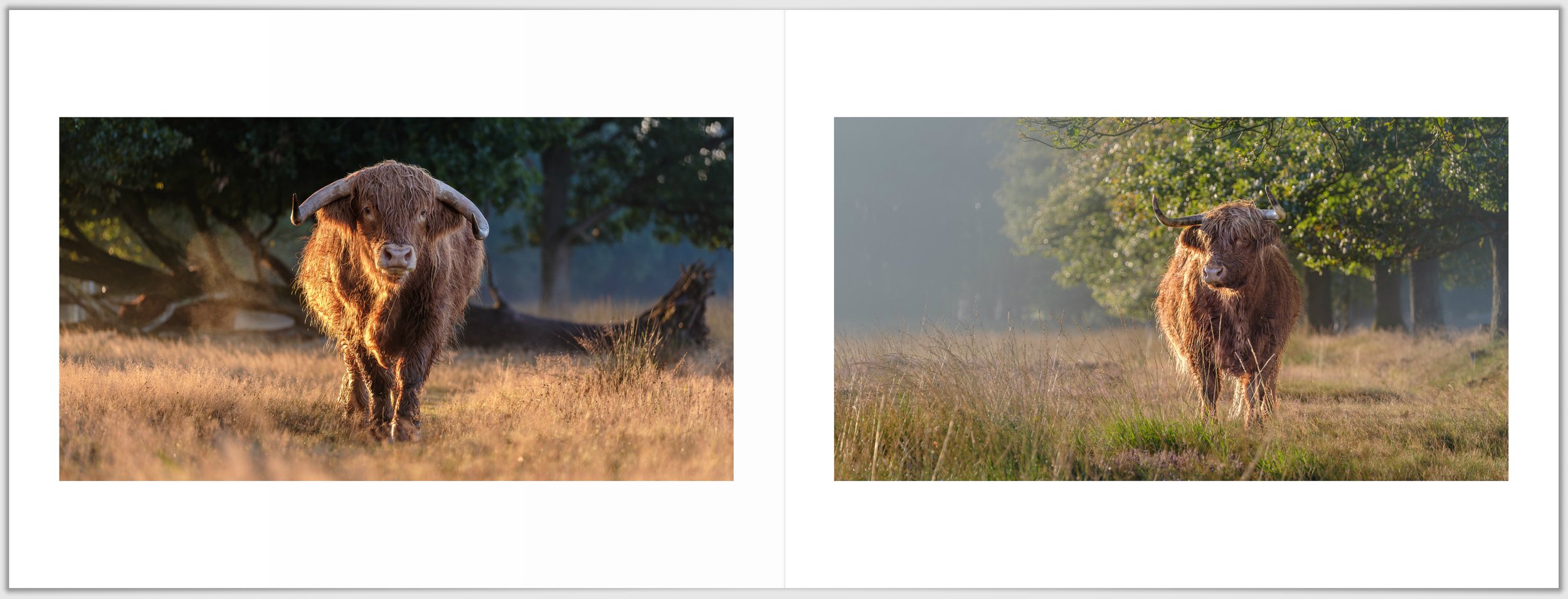 Schermafbeelding 2026-01-24 124913.jpg