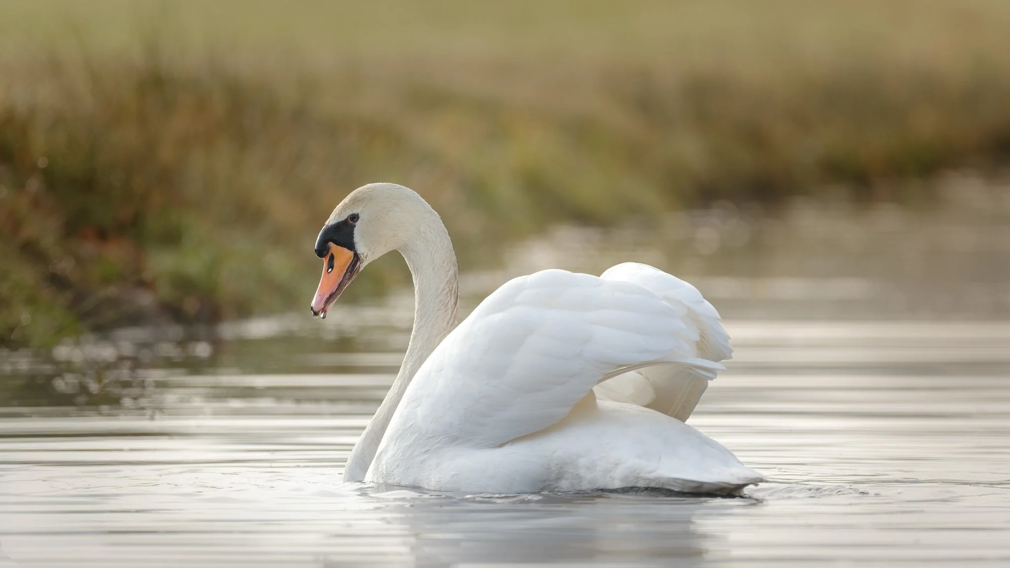 XH203871-DxO_DeepPRIME XD3 X-Trans-3.jpg