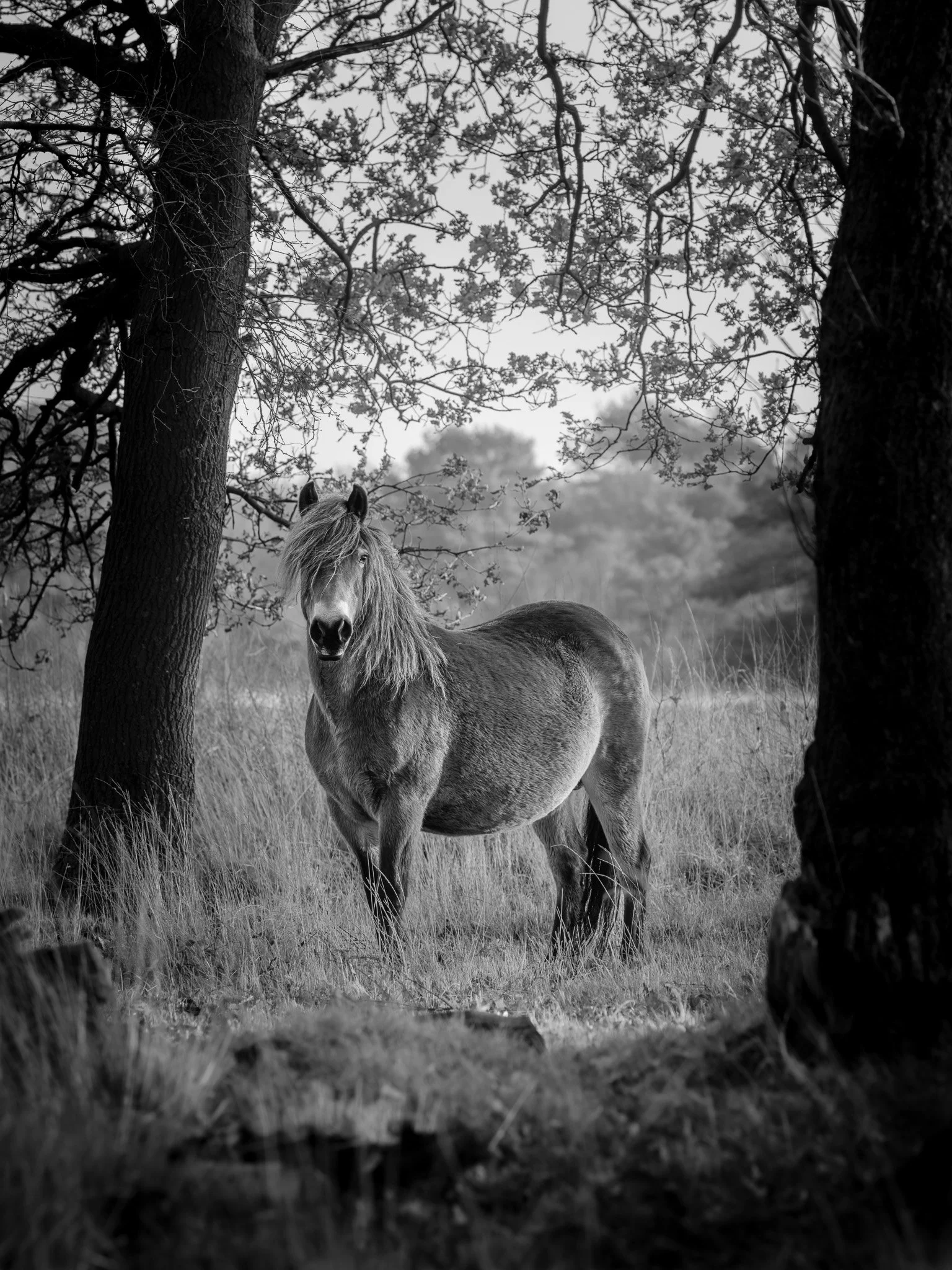 XT504581-DxO_DeepPRIME XD3 X-Trans ACROS-2.jpg