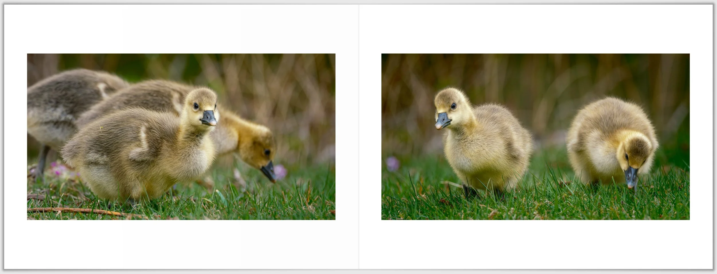 Schermafbeelding 2026-01-24 124704.jpg