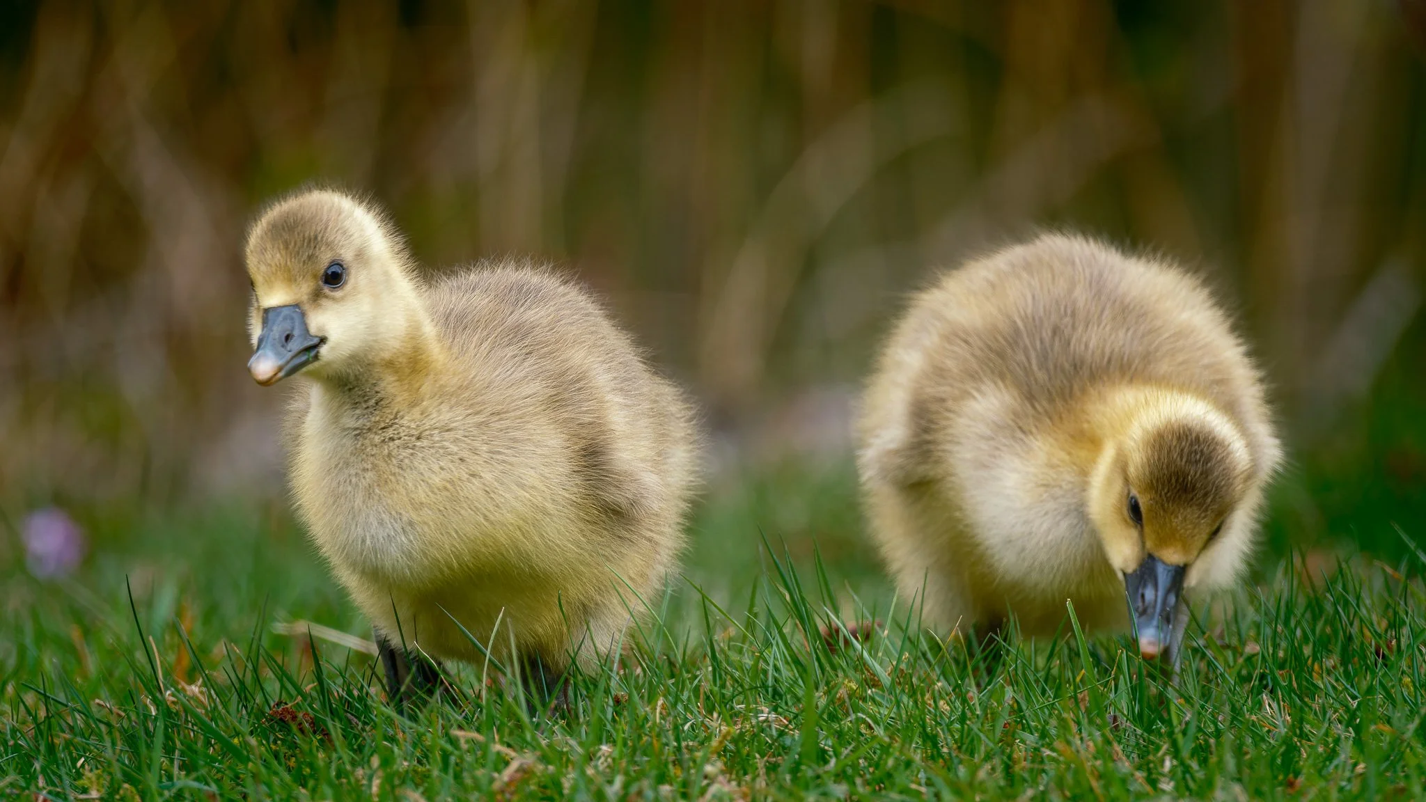 XS204098-DxO_DeepPRIME XD2s.jpg