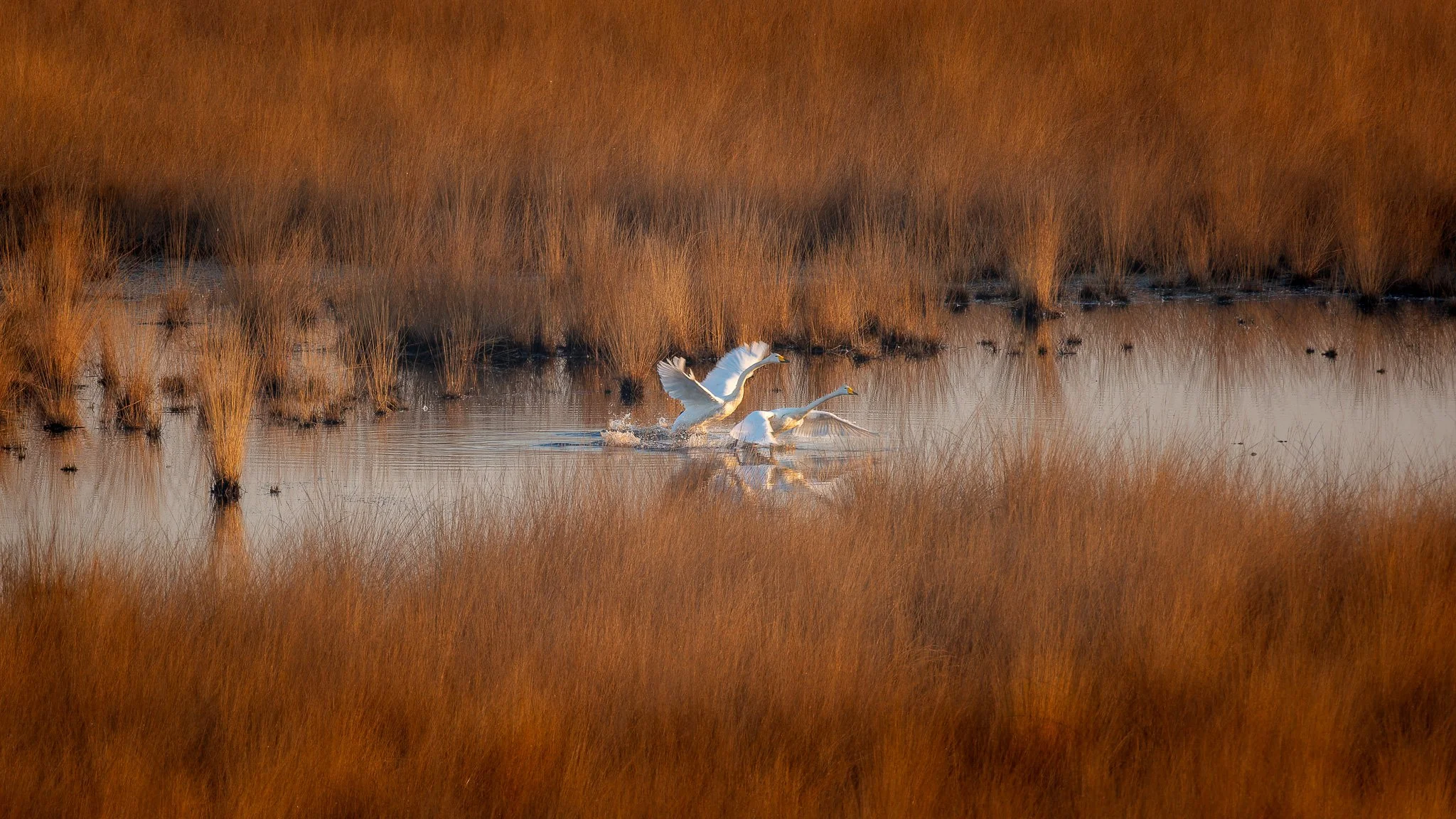 XS202257-DxO_DeepPRIME XD2s.jpg