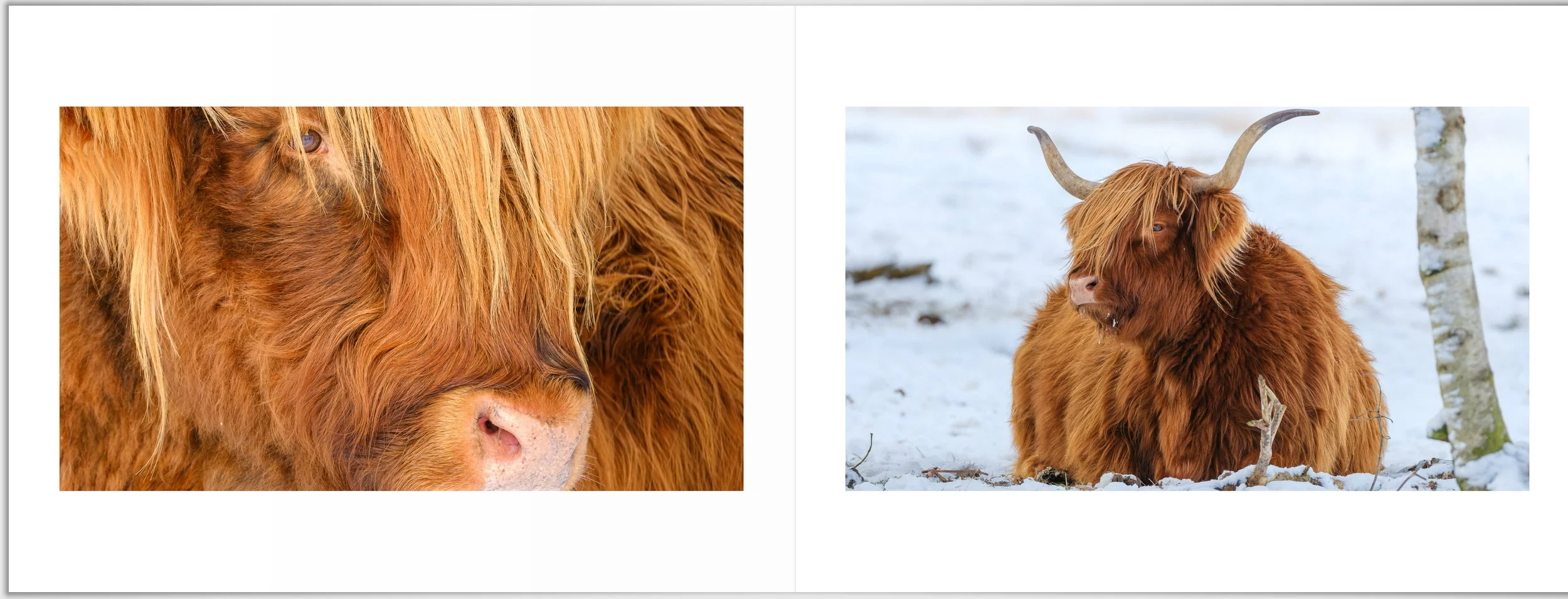 Schermafbeelding 2026-01-24 125009.jpg