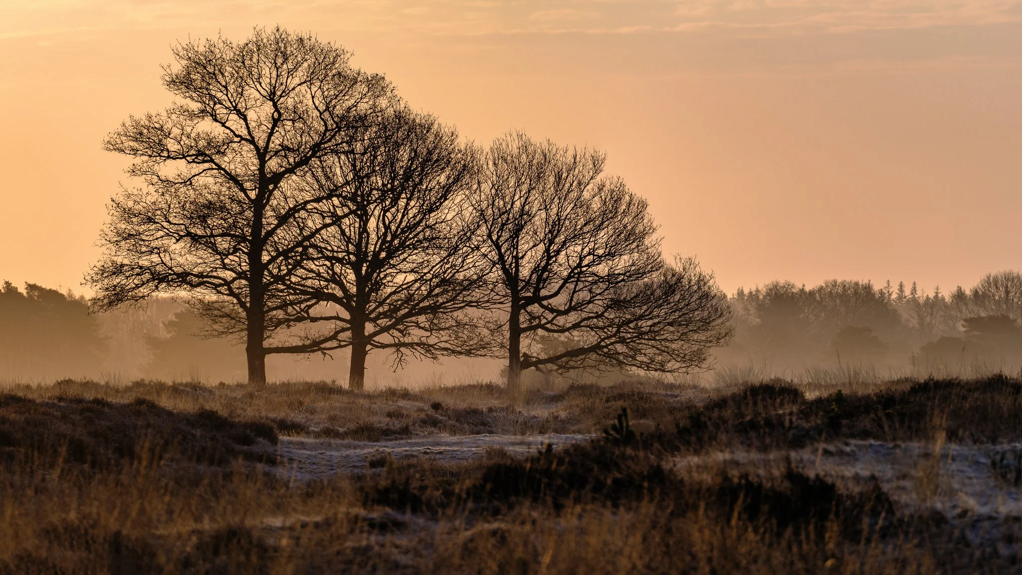 OM321168-DxO_DeepPRIME XD2s-Pano.jpg