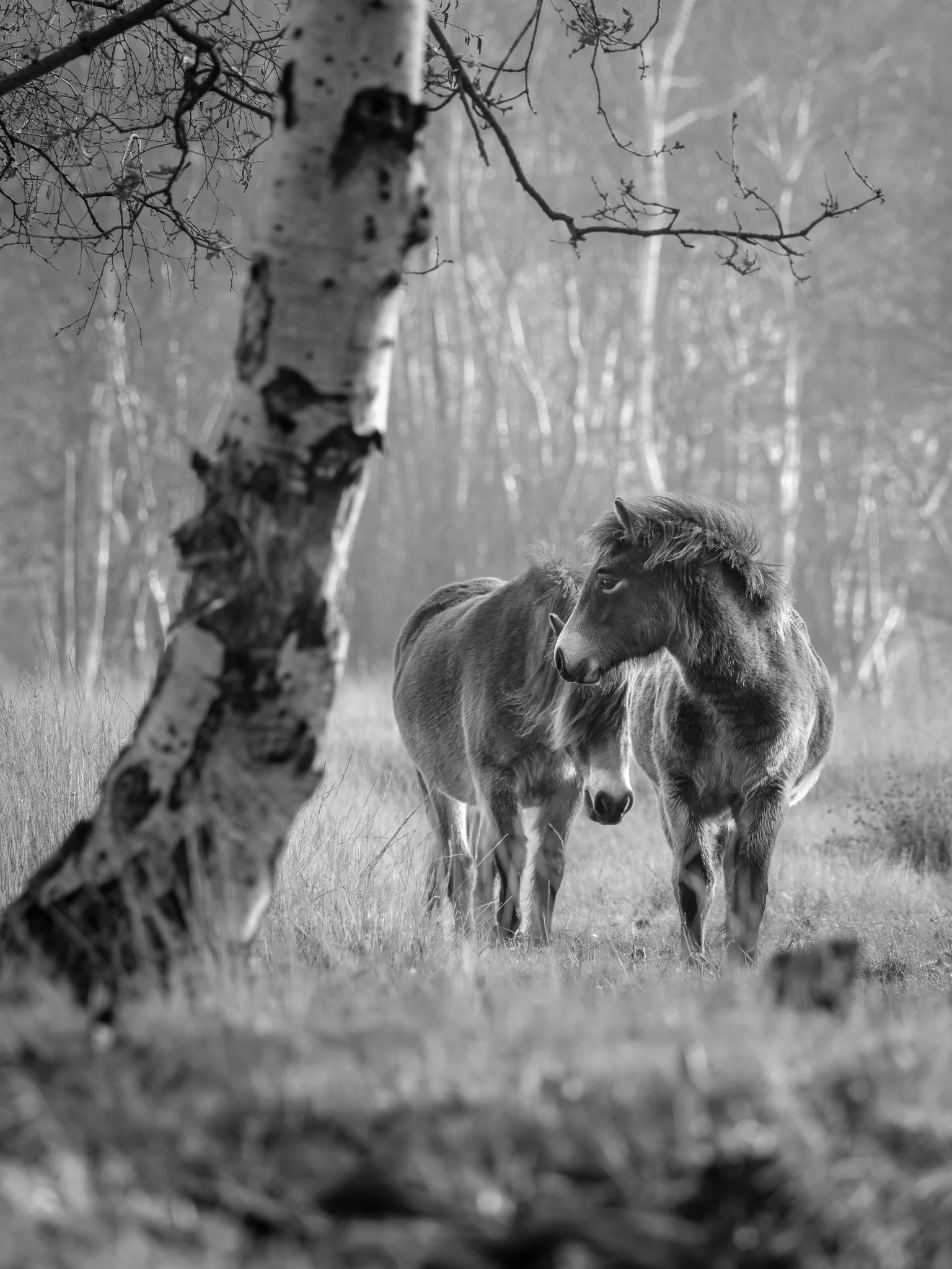 XT510771-DxO_DeepPRIME XD3 X-Trans ACROS.jpg