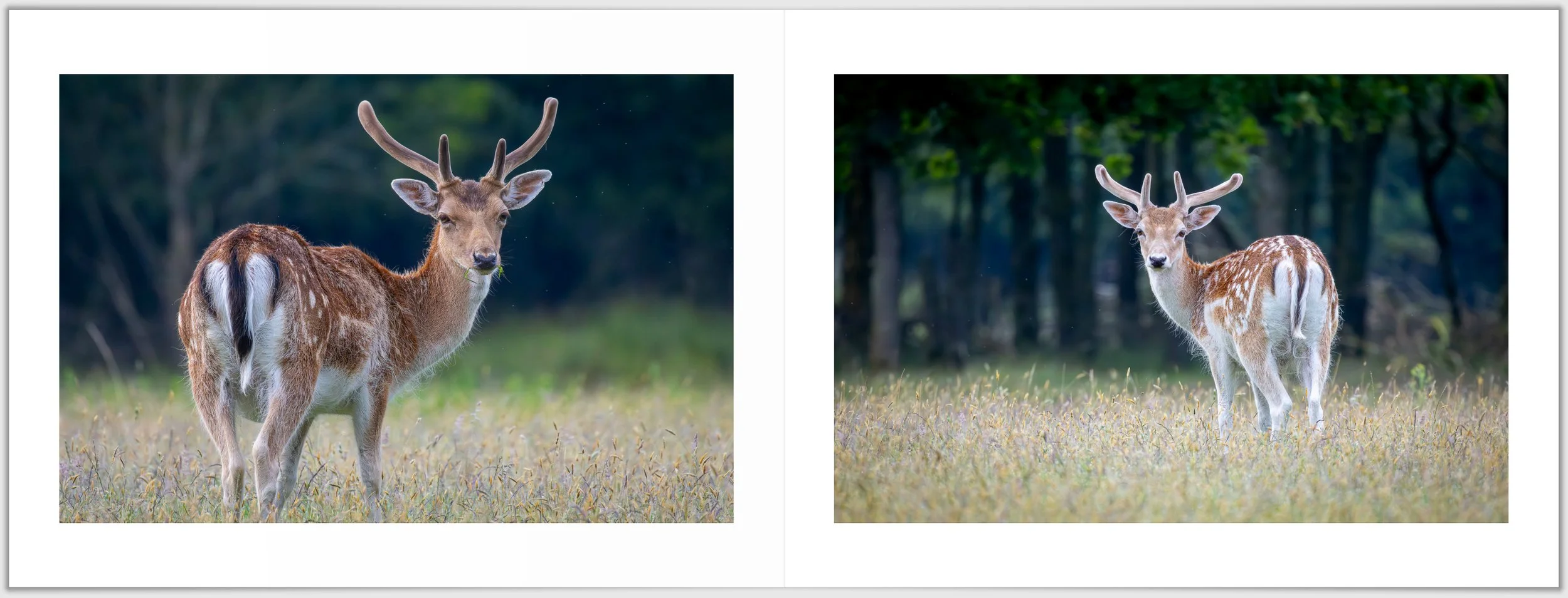 Schermafbeelding 2026-01-24 124205.jpg