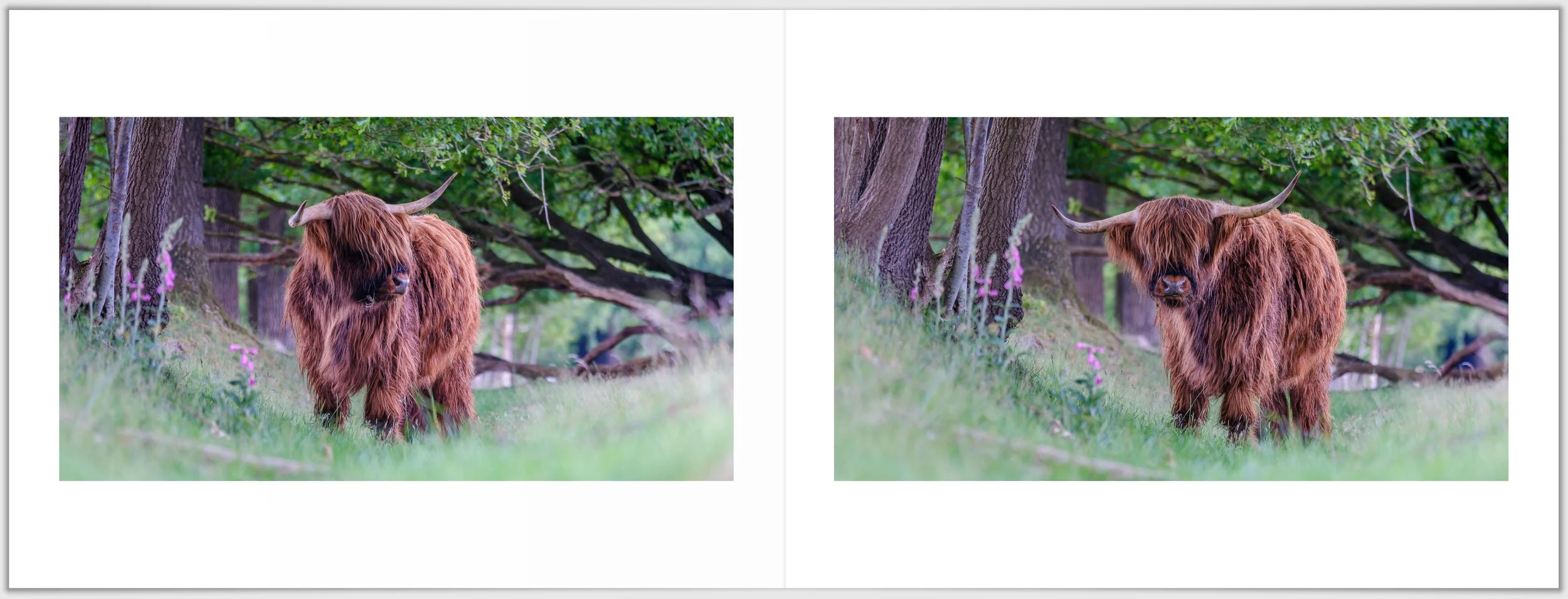 Schermafbeelding 2026-01-24 124744.jpg