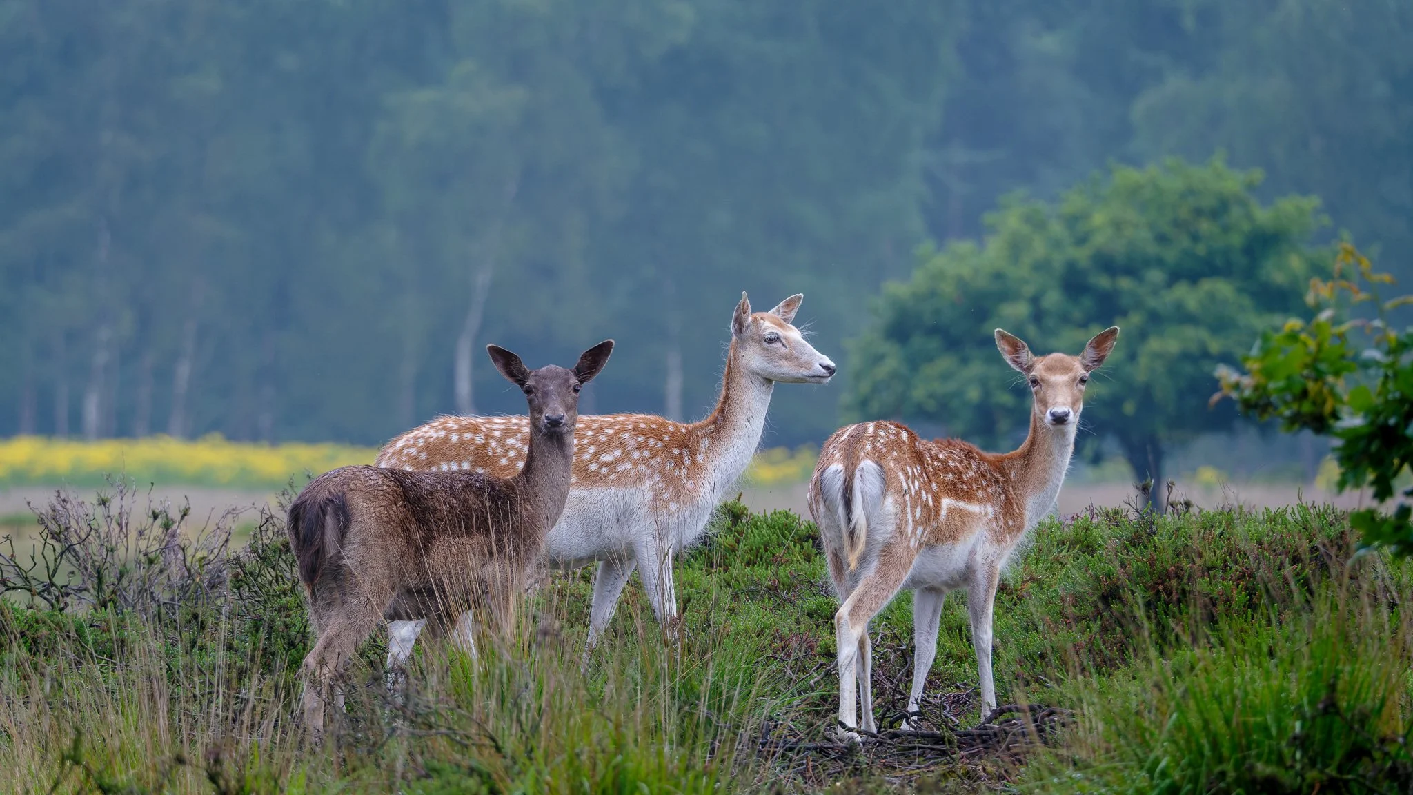 XS207455-DxO_DeepPRIME XD3 X-Trans beta-3.jpg