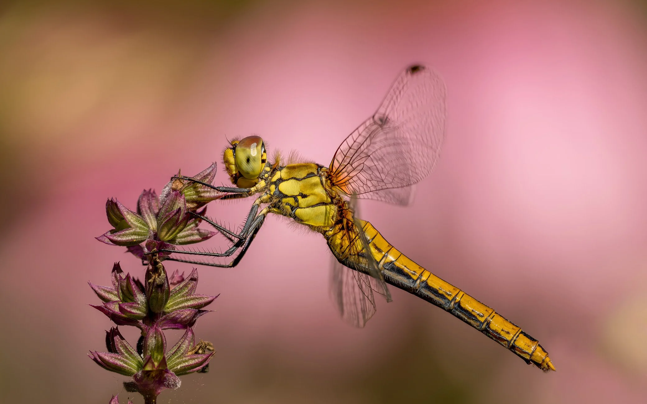Macrofotografie