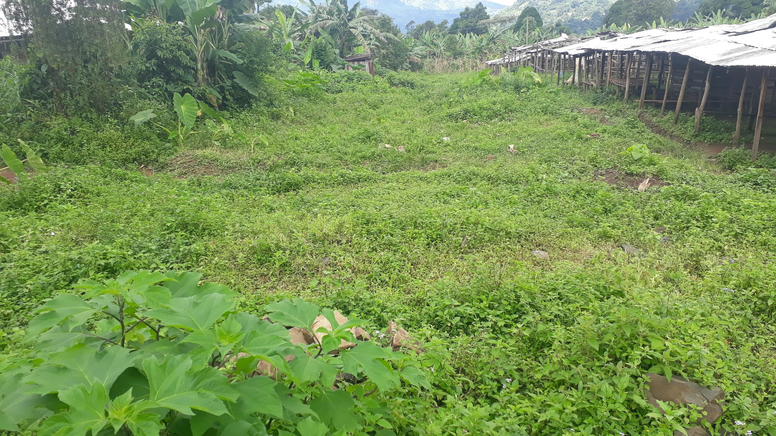  The local organizers of the marketplace have determined this area behind the main market to utilize for construction. 