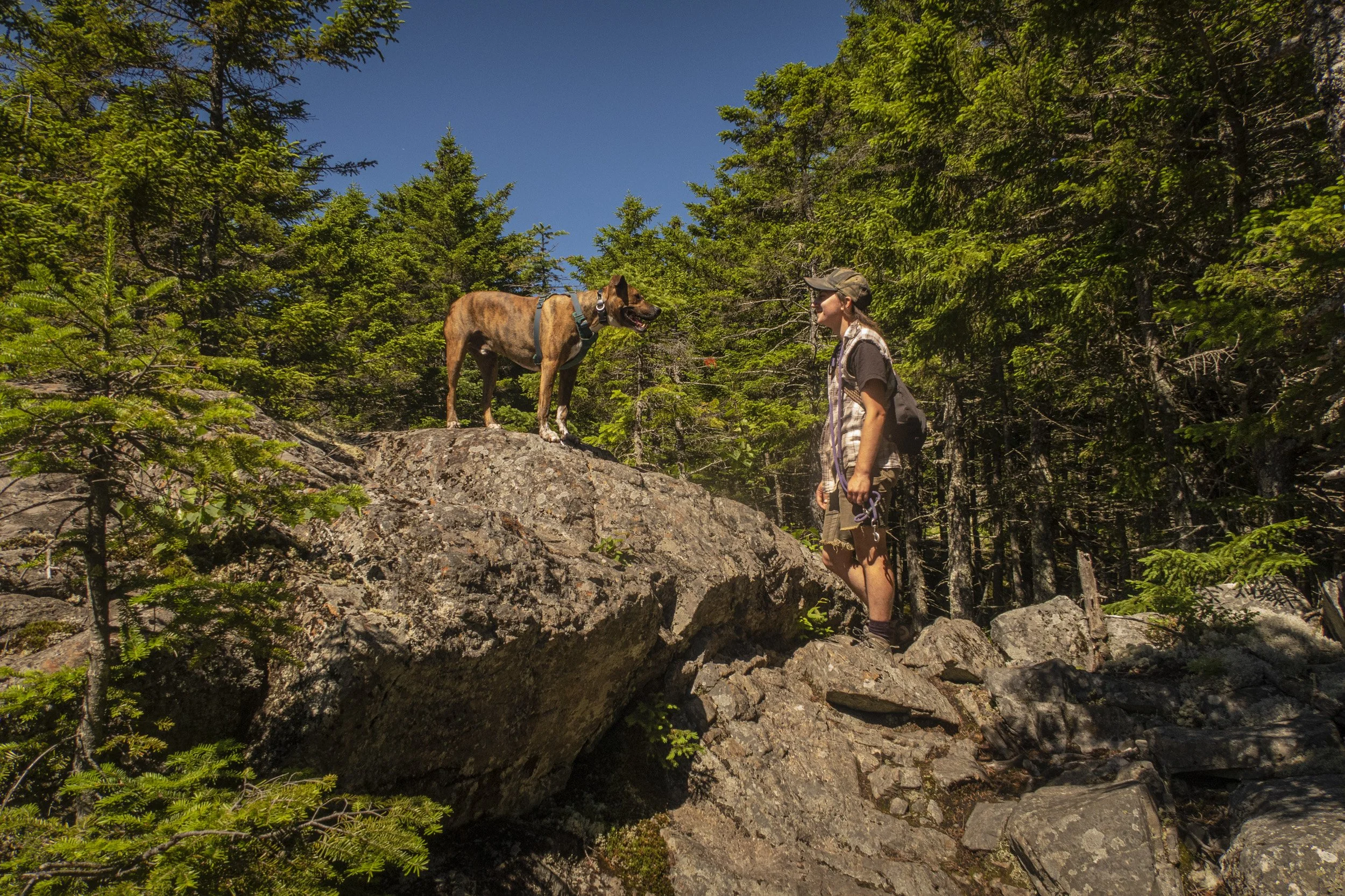 Photo of Sam standing on rocks looking at a brown dog standing at eye level on a boulder. They are surrounded by pine trees