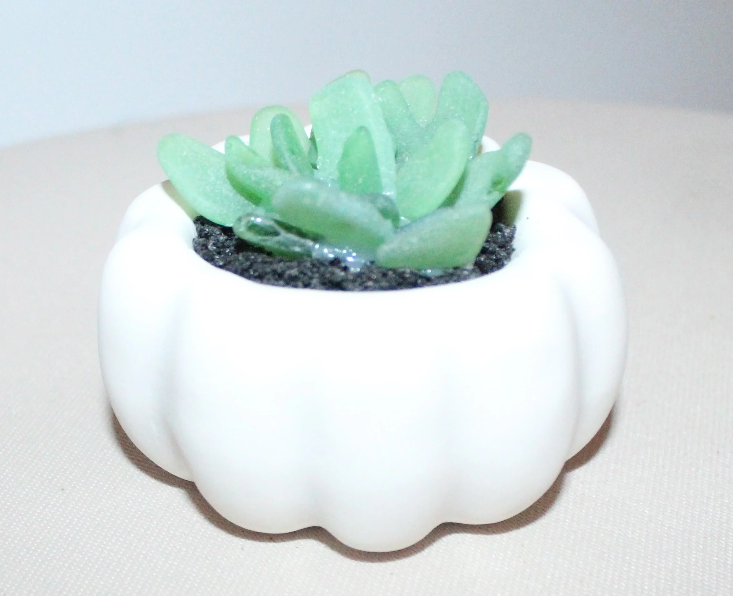 Seaglasssucculent.jpg