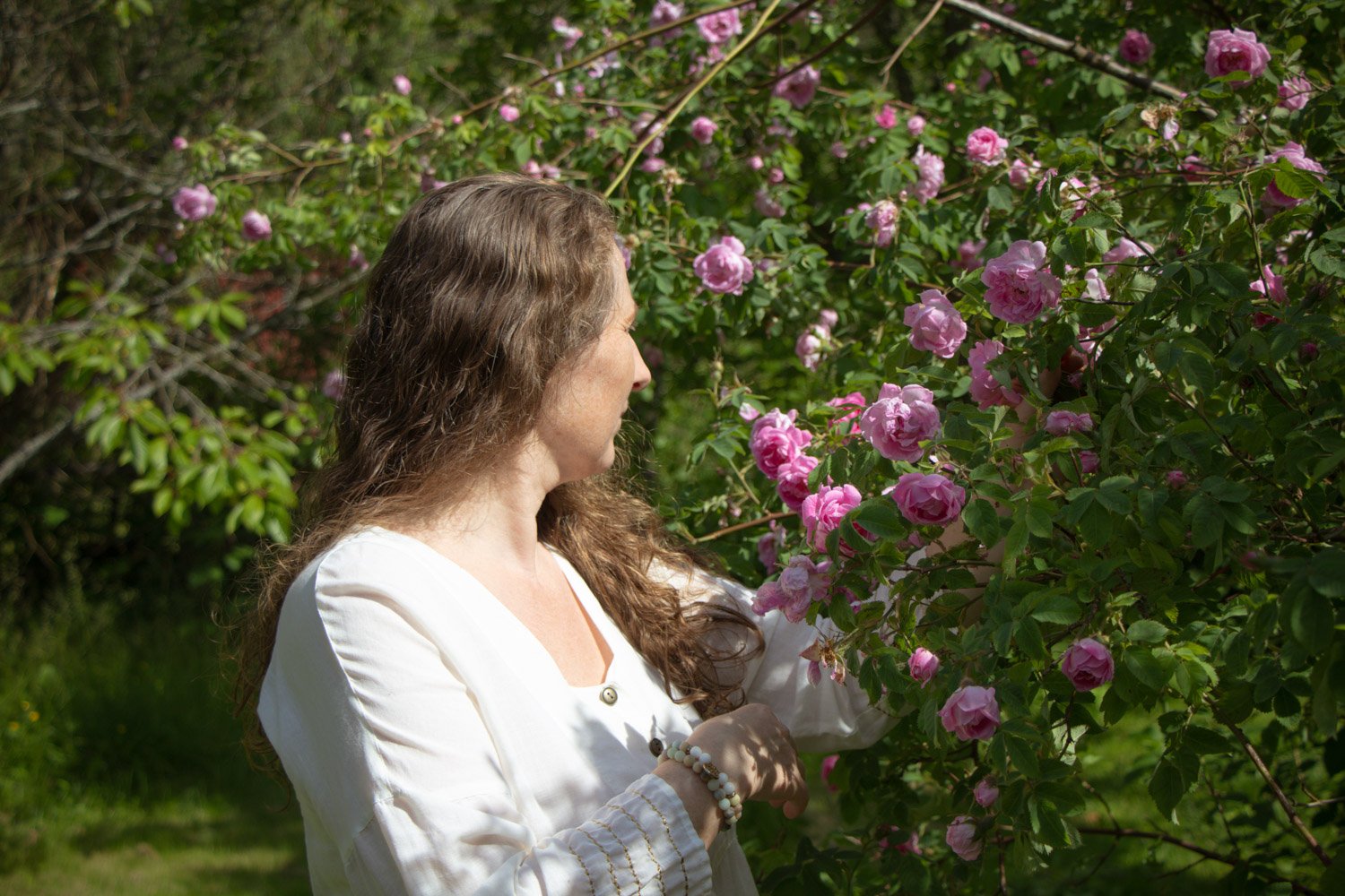 Hageentusiast som steller rosebusker i en vakker sommerhage.