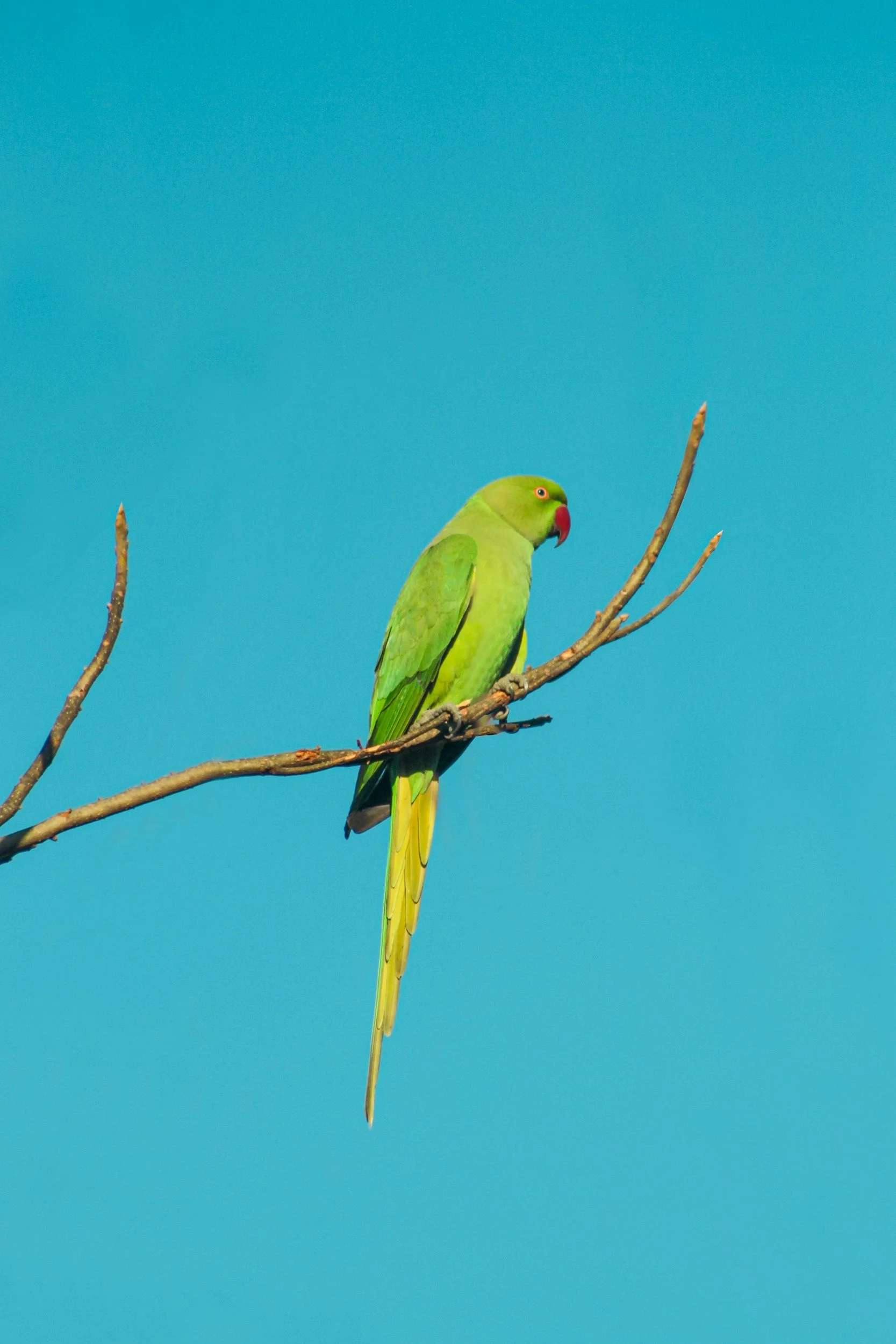 My favorite part of growing up in Palo Alto was the flock of wild parrots