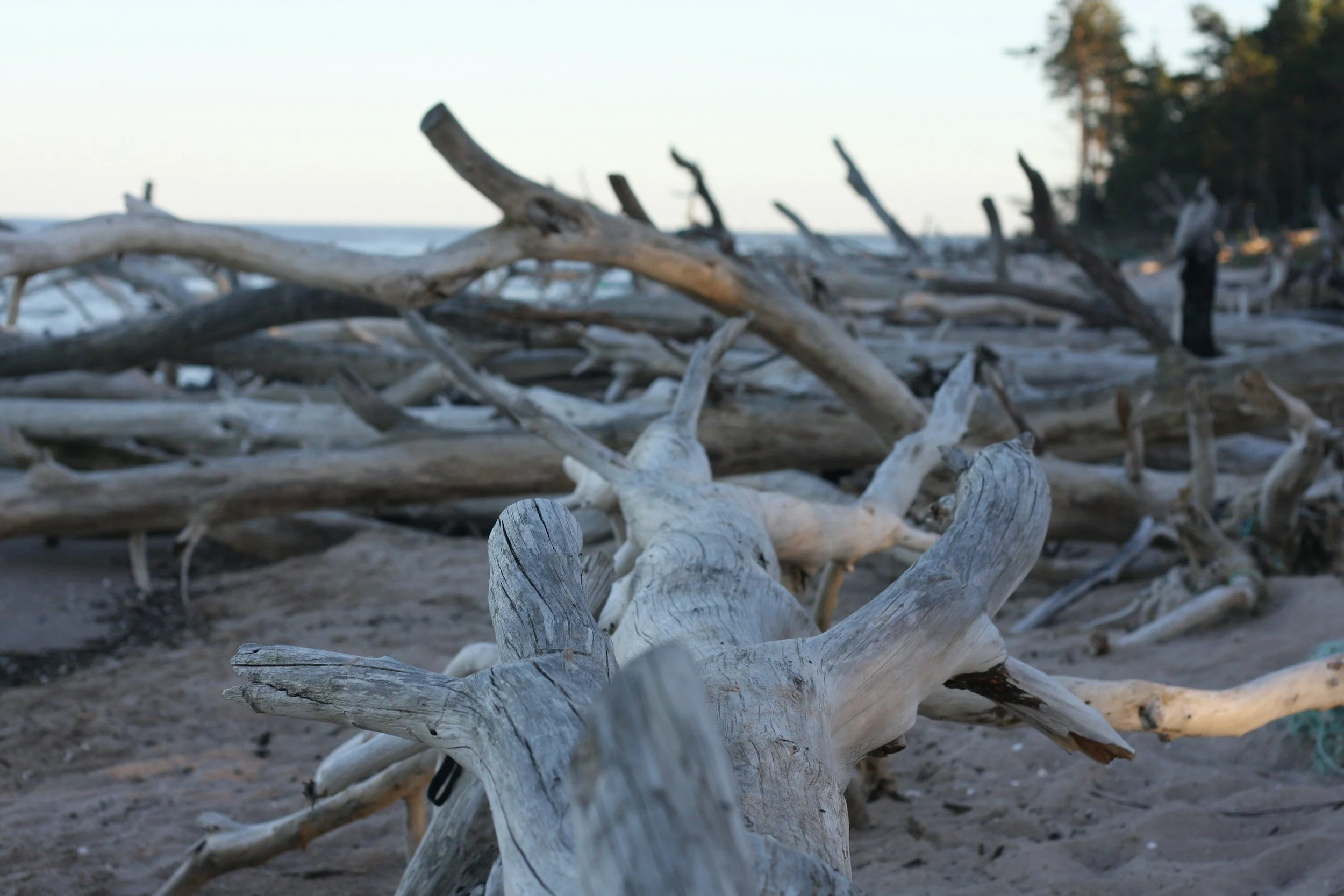 Verwitterte, weiße Treibholzstoffe am Strand mit Bäumen im Hintergrund, bei Sonnenuntergang.