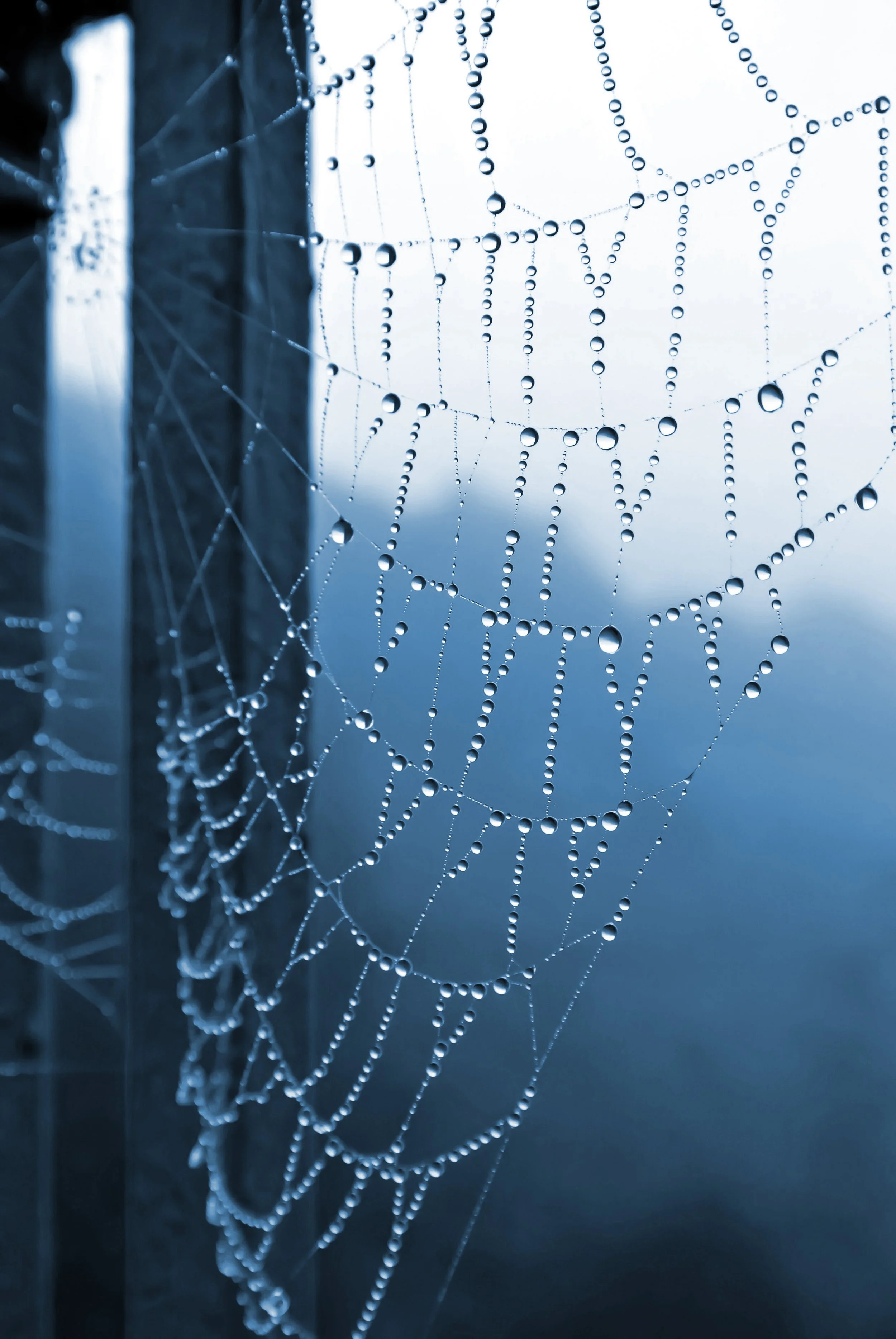 Nahaufnahme eines Spinnennetzes mit Wassertropfen, im Hintergrund verschwommenes Hellblau.