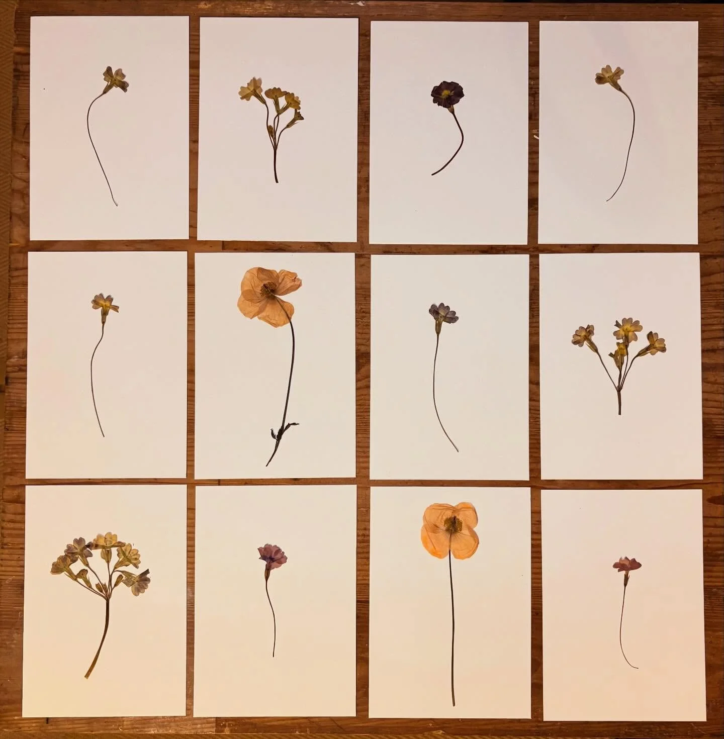Our birth month flowers come in either a singular stem or multiple flowers and petals created into one piece. 

Sizes a5 or a4 on 350gsm textured card. 
- 

Here are some of our February (Primrose) and August (Poppy) single stem pieces. 

#pressedflo