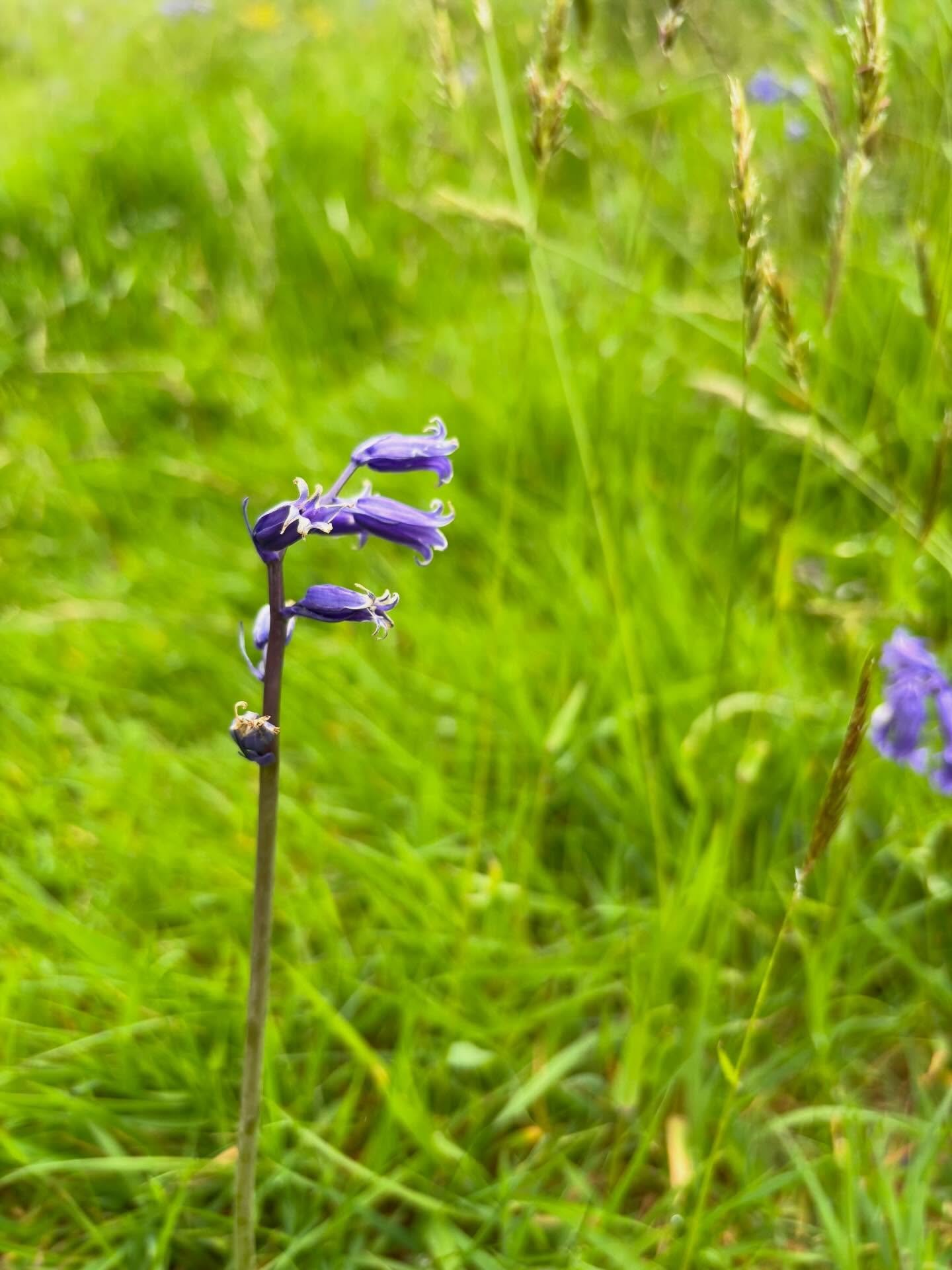 A bluebell about to turn into seed - what a show we&rsquo;ve had of them this year in the valley. We&rsquo;re quite behind here on Dartmoor, and so we still have lots of these beauties around. 

Also who knew a phone could take such great pictures of
