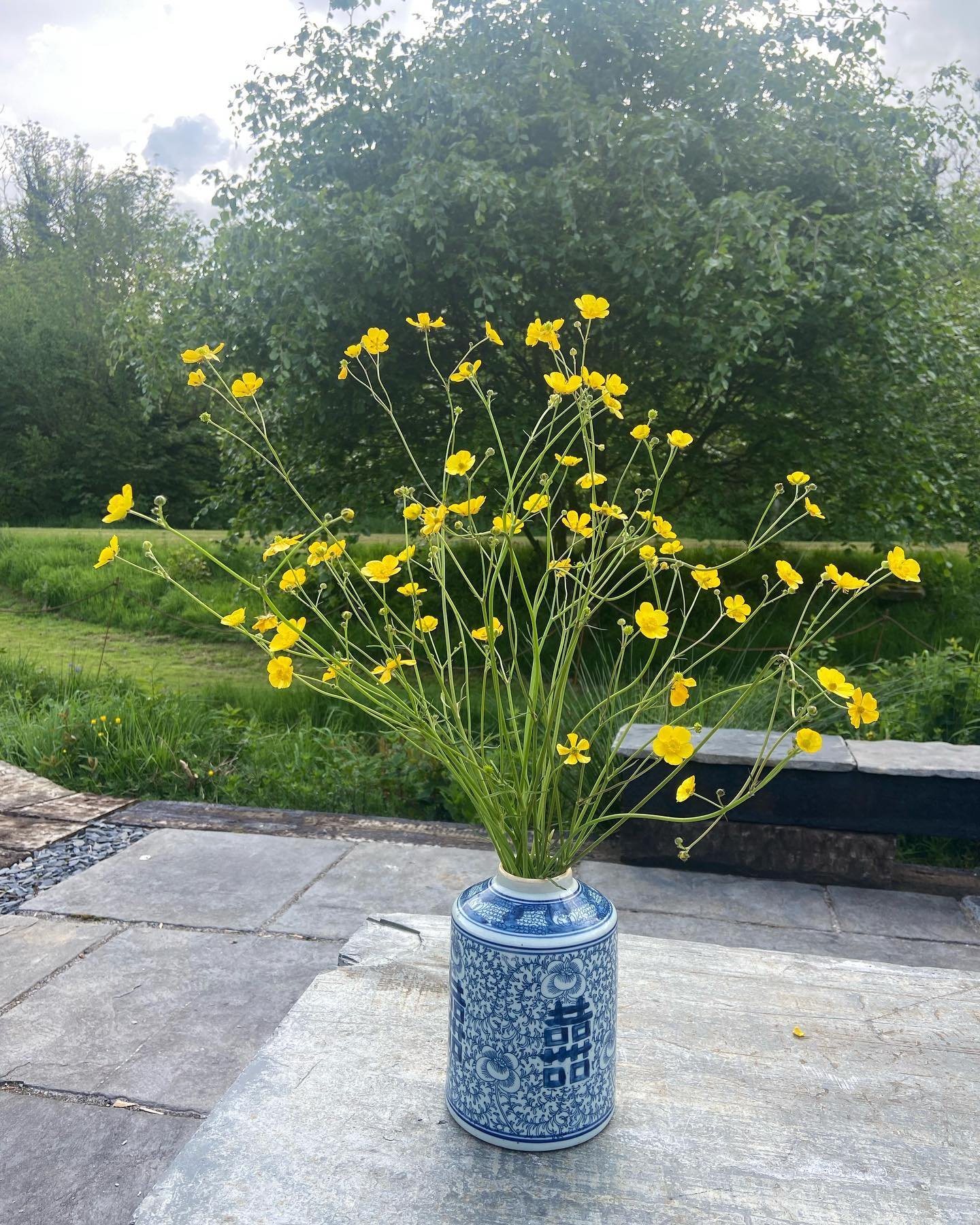 Tall dancing nuggets of gold &bull;&bull;

#thedartmoorflowermill #wildgarden #britishflowers #seasonal #ayearinflowers #seasonalflowers #dartmoor #devon #inthegarden #fieldflowers