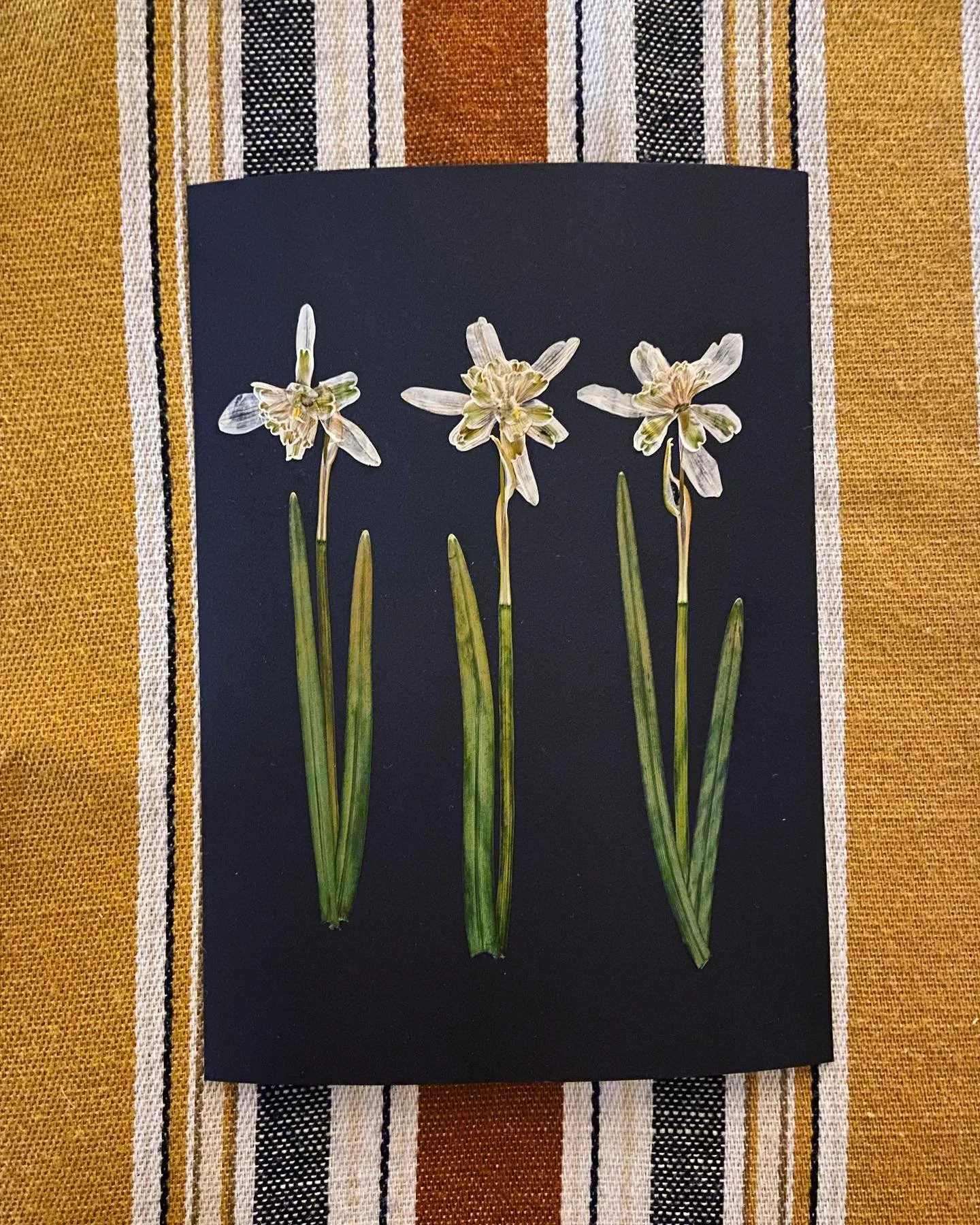 Some of my favourites to press &bull;&bull;

#thedartmoorflowermill #natureinspiredart #pressedflowers #floralpreservation #floralartistry #pressedflowerart #floralart #botanicalart #snowdrop