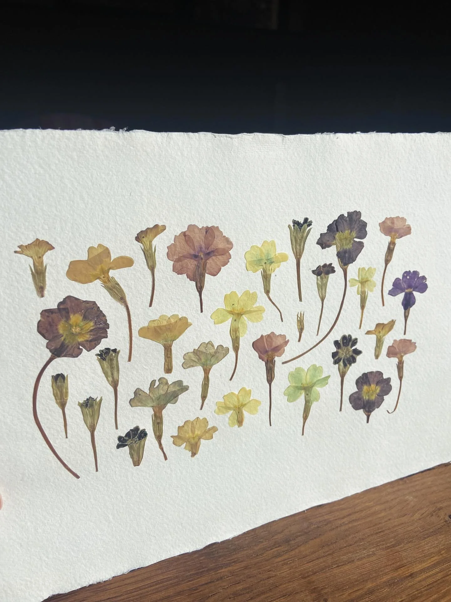 Primrose - our February birth month flower and a true sign of the spring to come. Their faces pop out of hedgerows in all kinds of colours, and they press to such a beautiful range of pastels. 

Here is an example of a multi stem birth month flower p