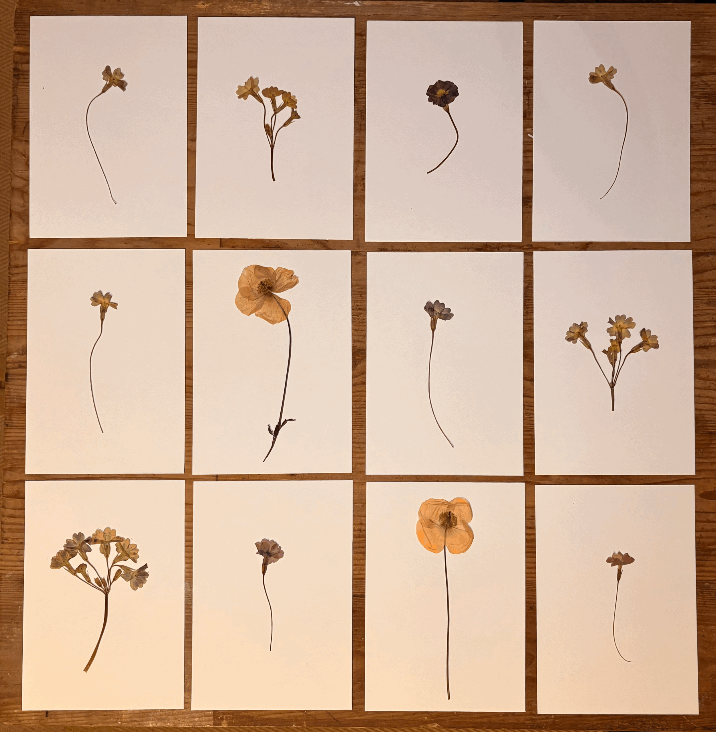 Birth Month Flowers