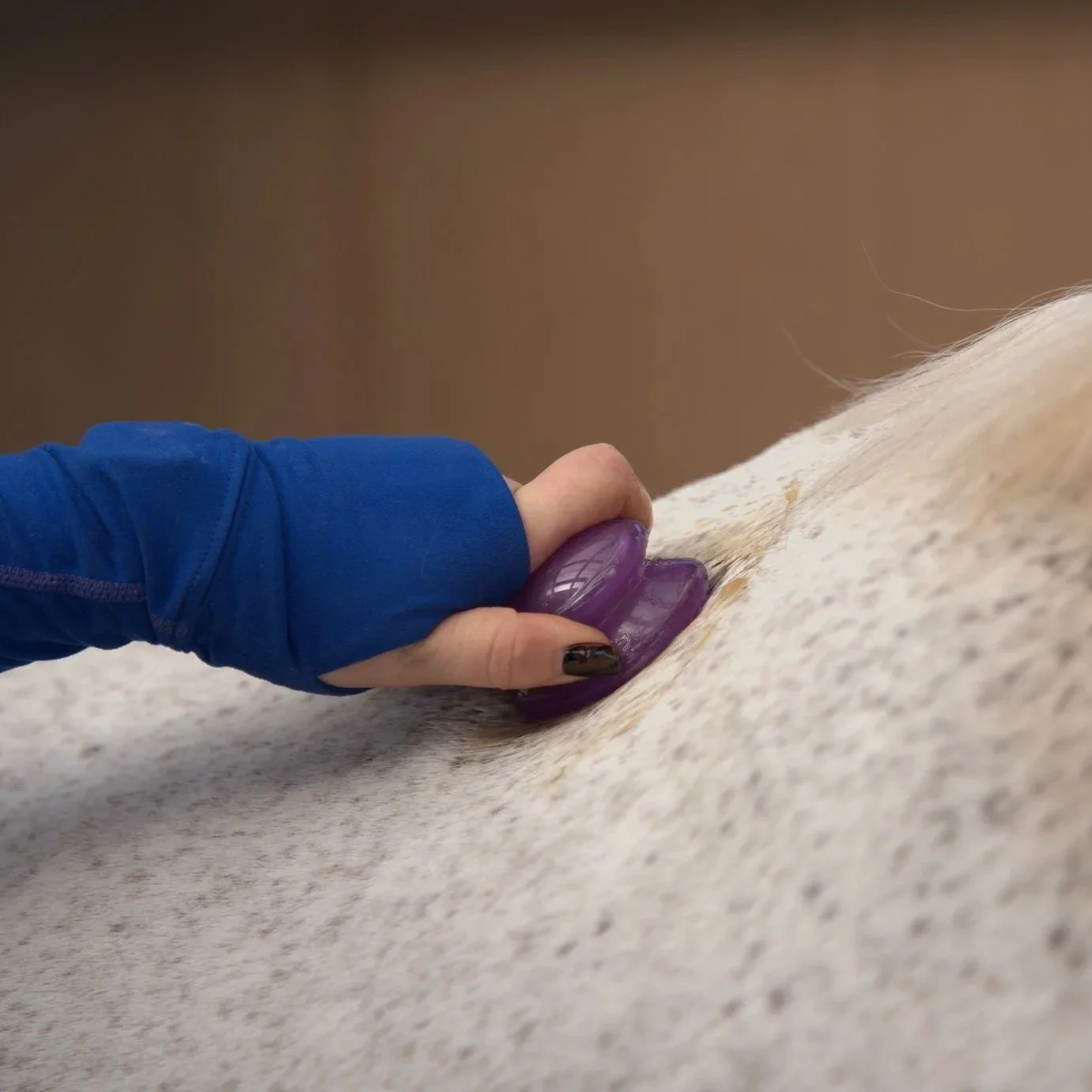 A person in a blue sleeve is applying a cup to a white horse's coat.
