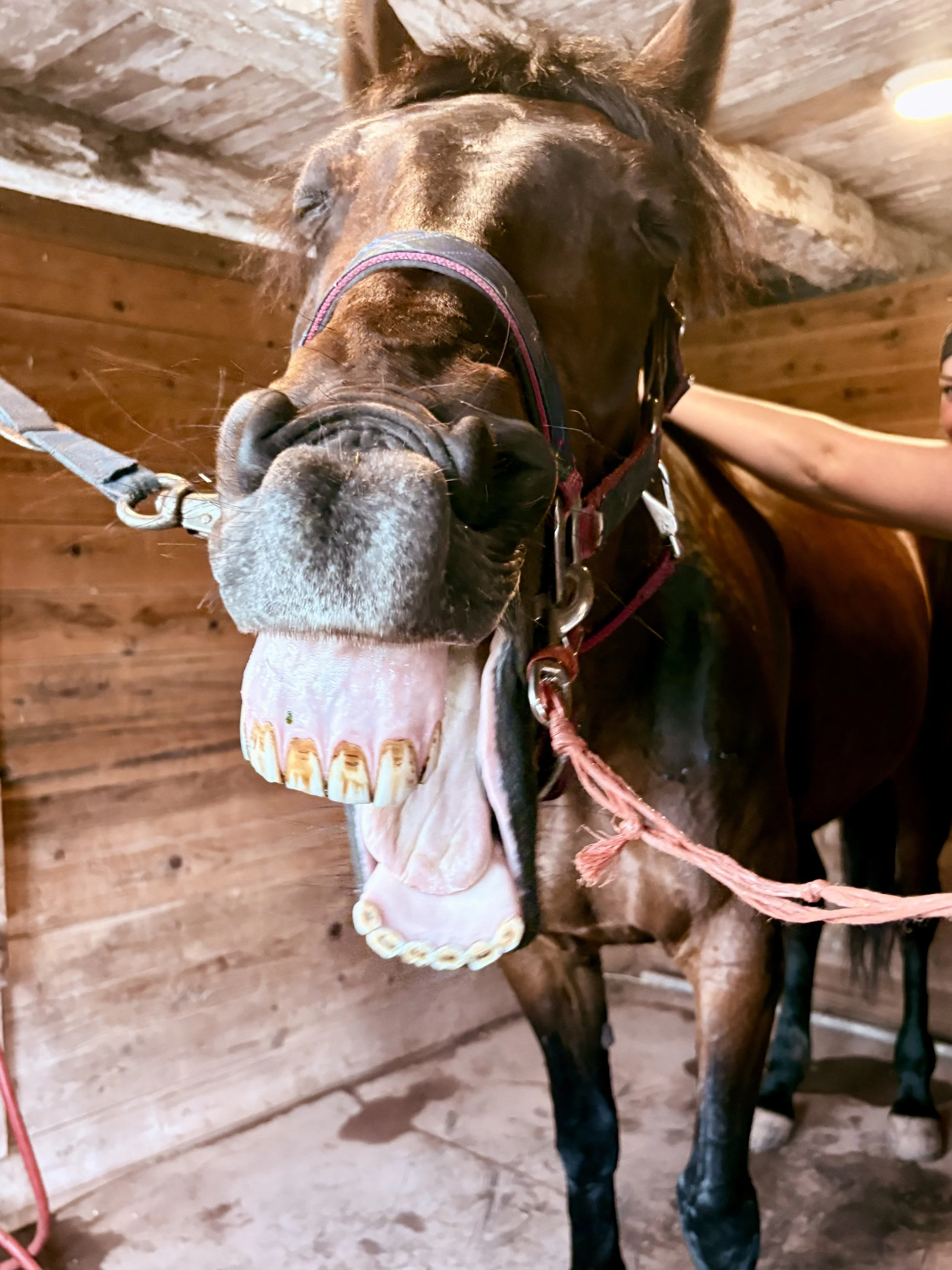 A close-up of a brown horse with a halter, sticking out its tongue, inside a barn with wooden walls, with a person on the right holding the horse's bridle.
