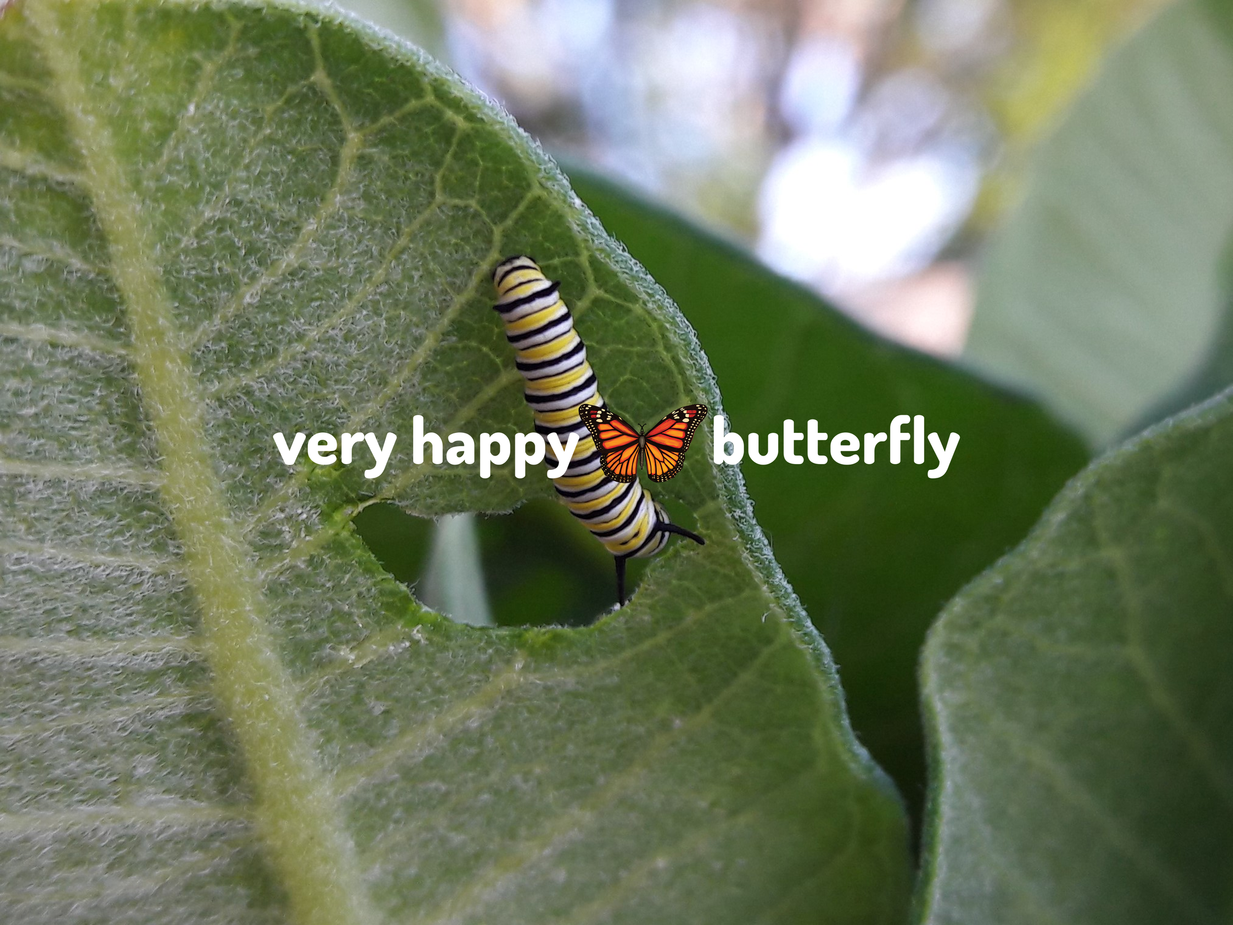 Very Happy Butterfly (a monarch photo journal)