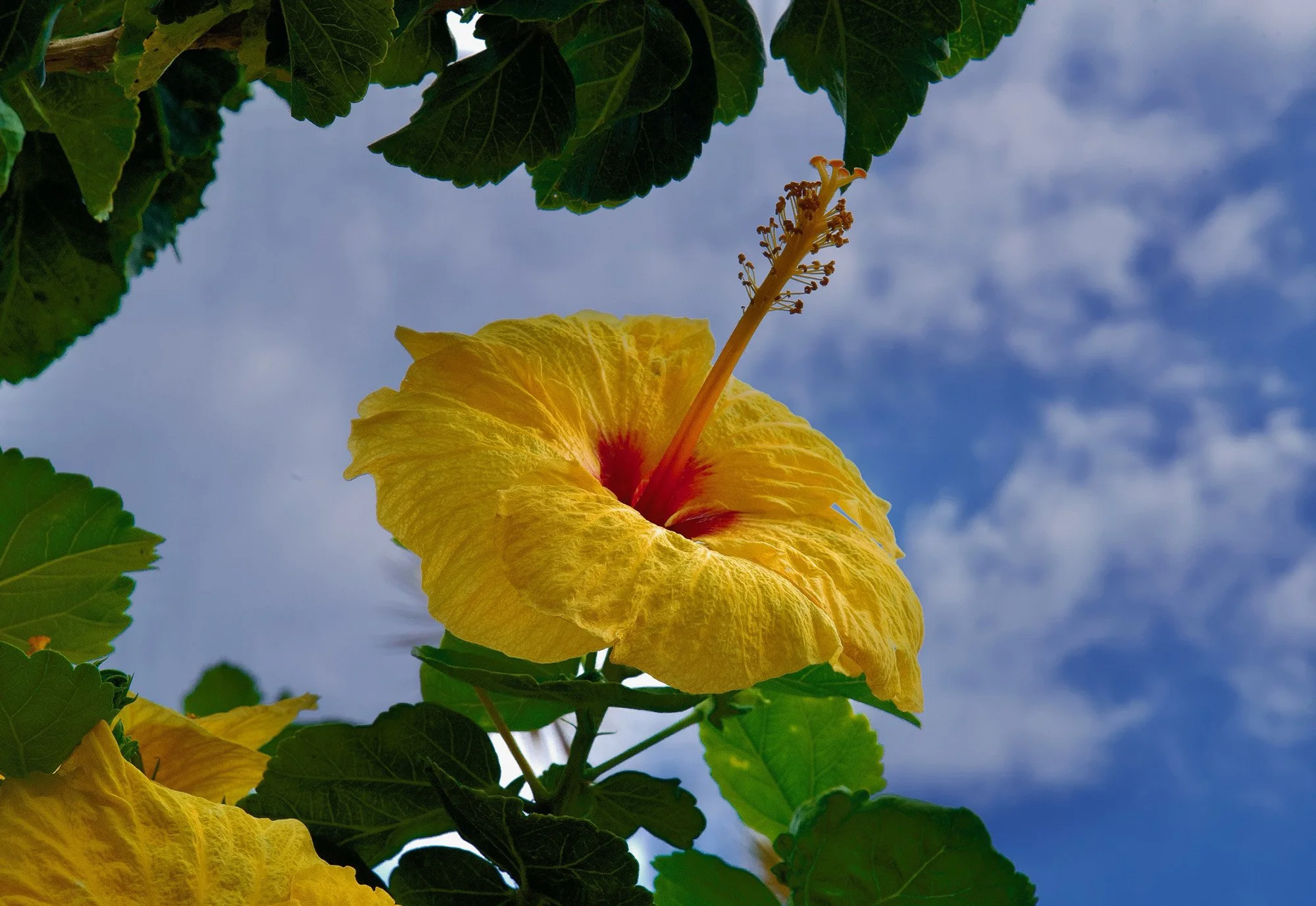 Hibiscus.JPG