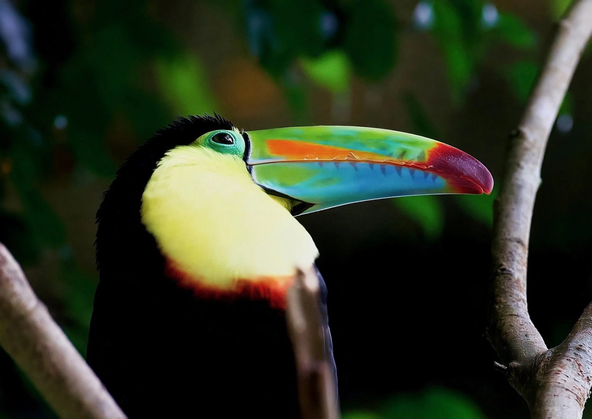Toucan.jpg
