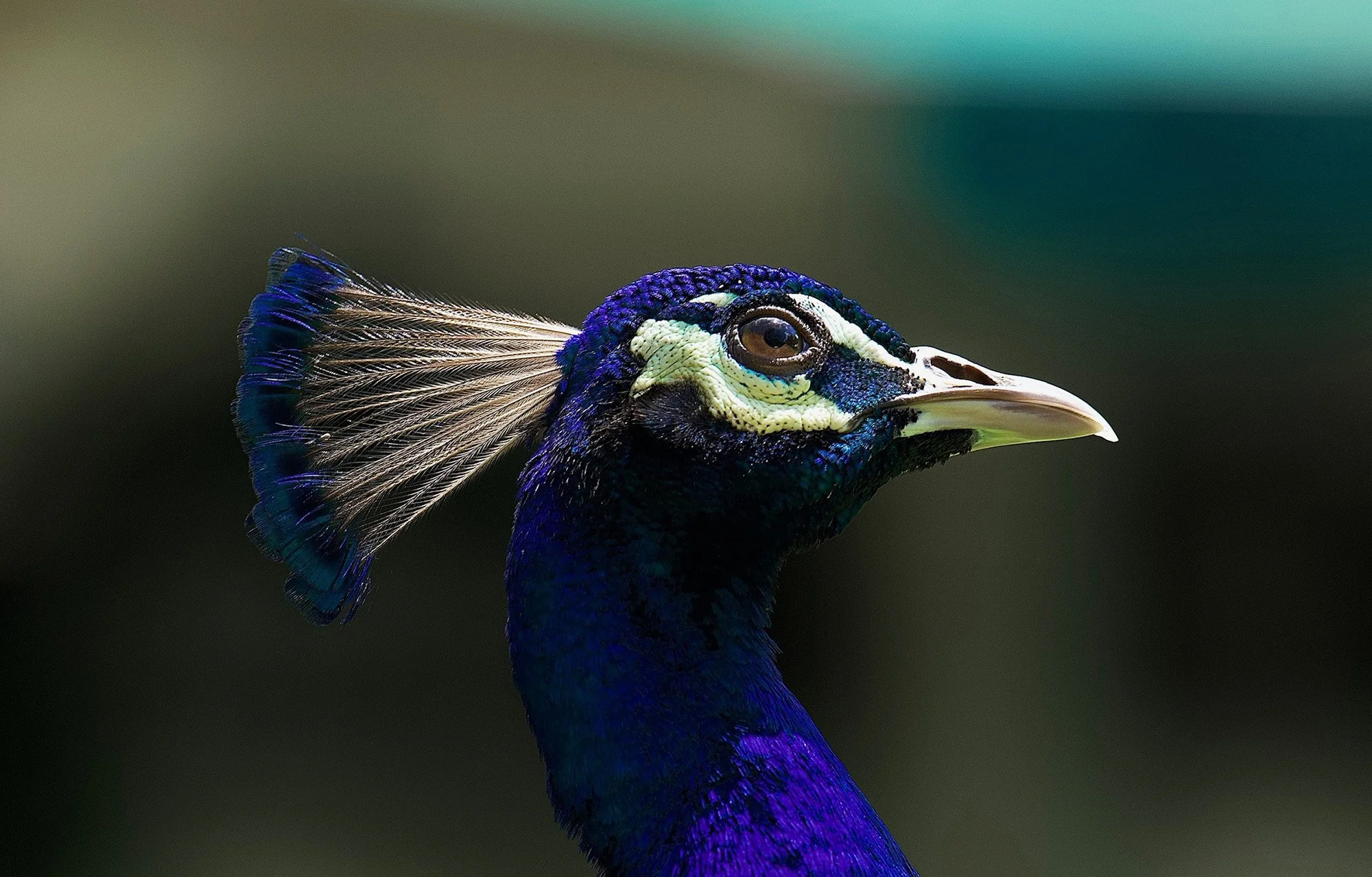 Peacock.JPG
