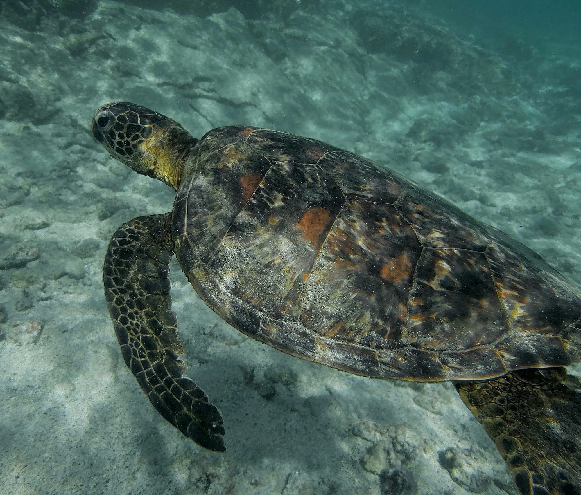 Snorkeler's Dream.JPG