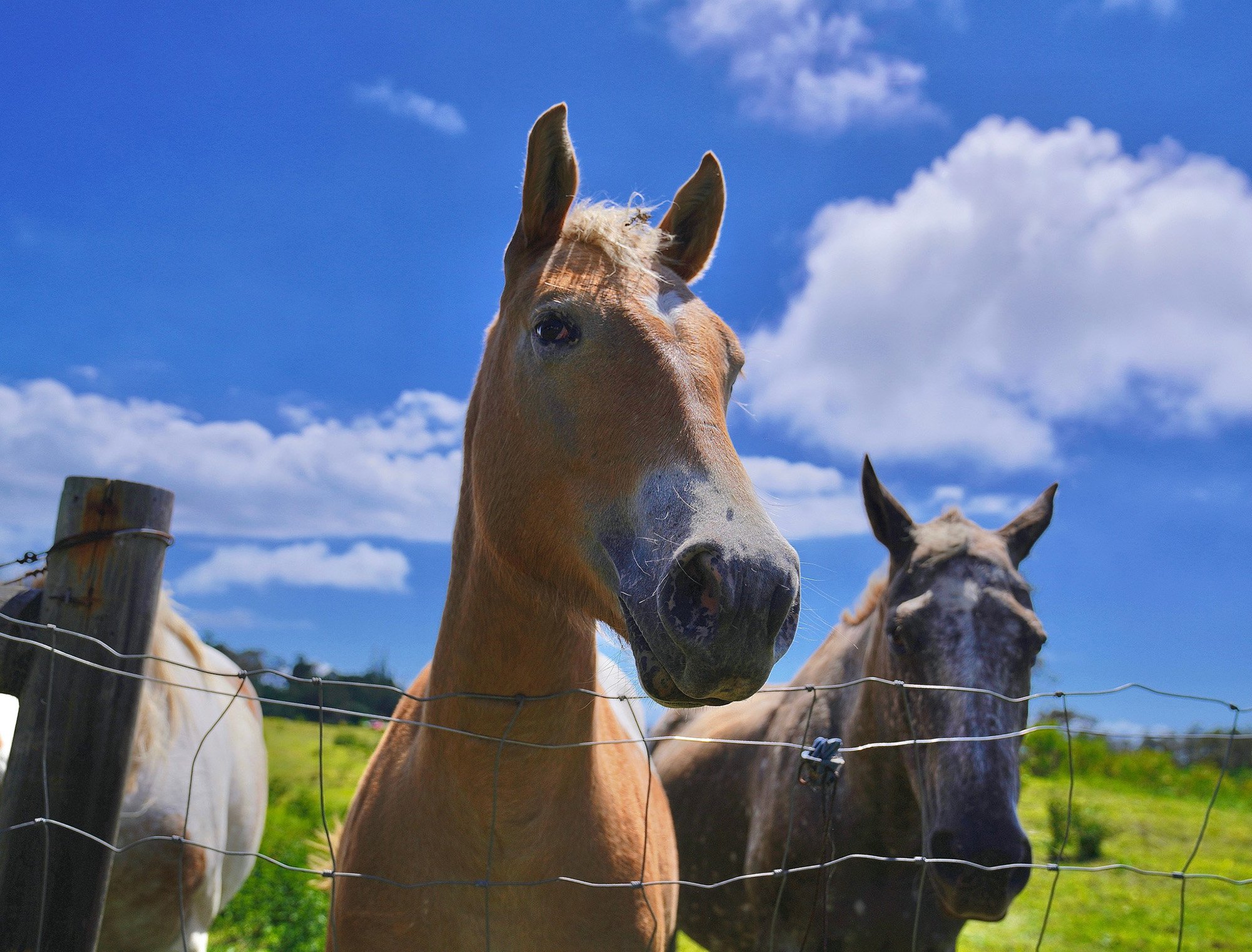 If We Have Souls, So Do They.JPG