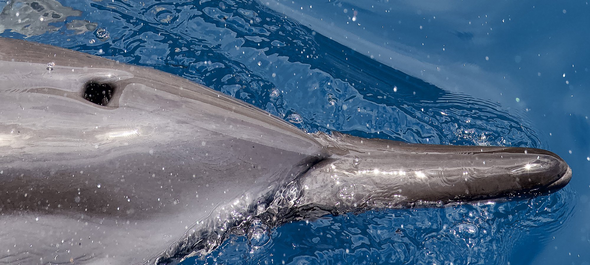 Rostrum and Blowhole.JPG