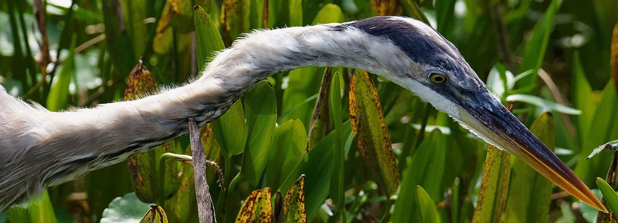 Great Blue Heron.JPG
