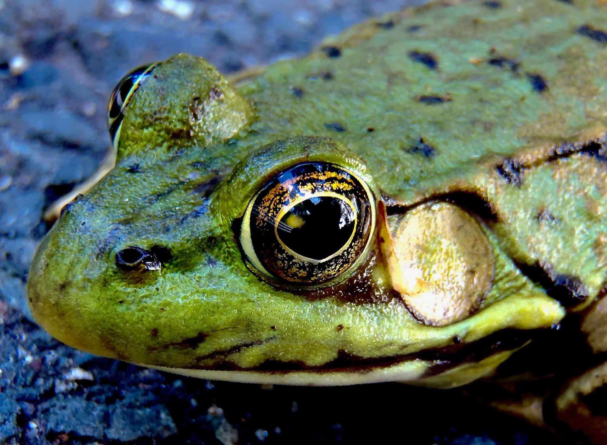 My Neighbor's White Fence.JPG