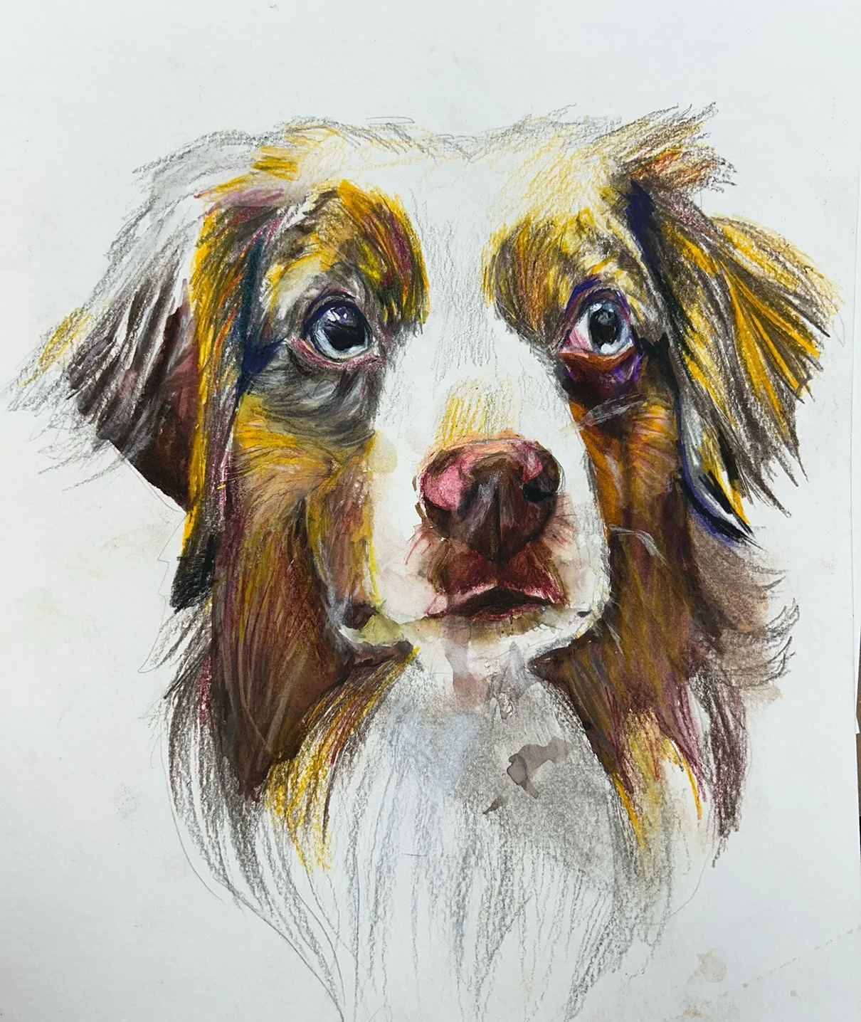 Pet Portraits