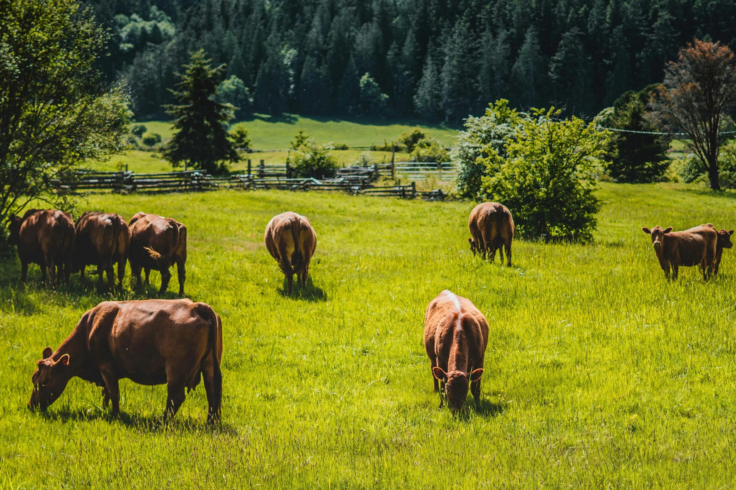 The 10 Billion Acre Question: Assembling the Nature Tech Stack for Cattle Grazing