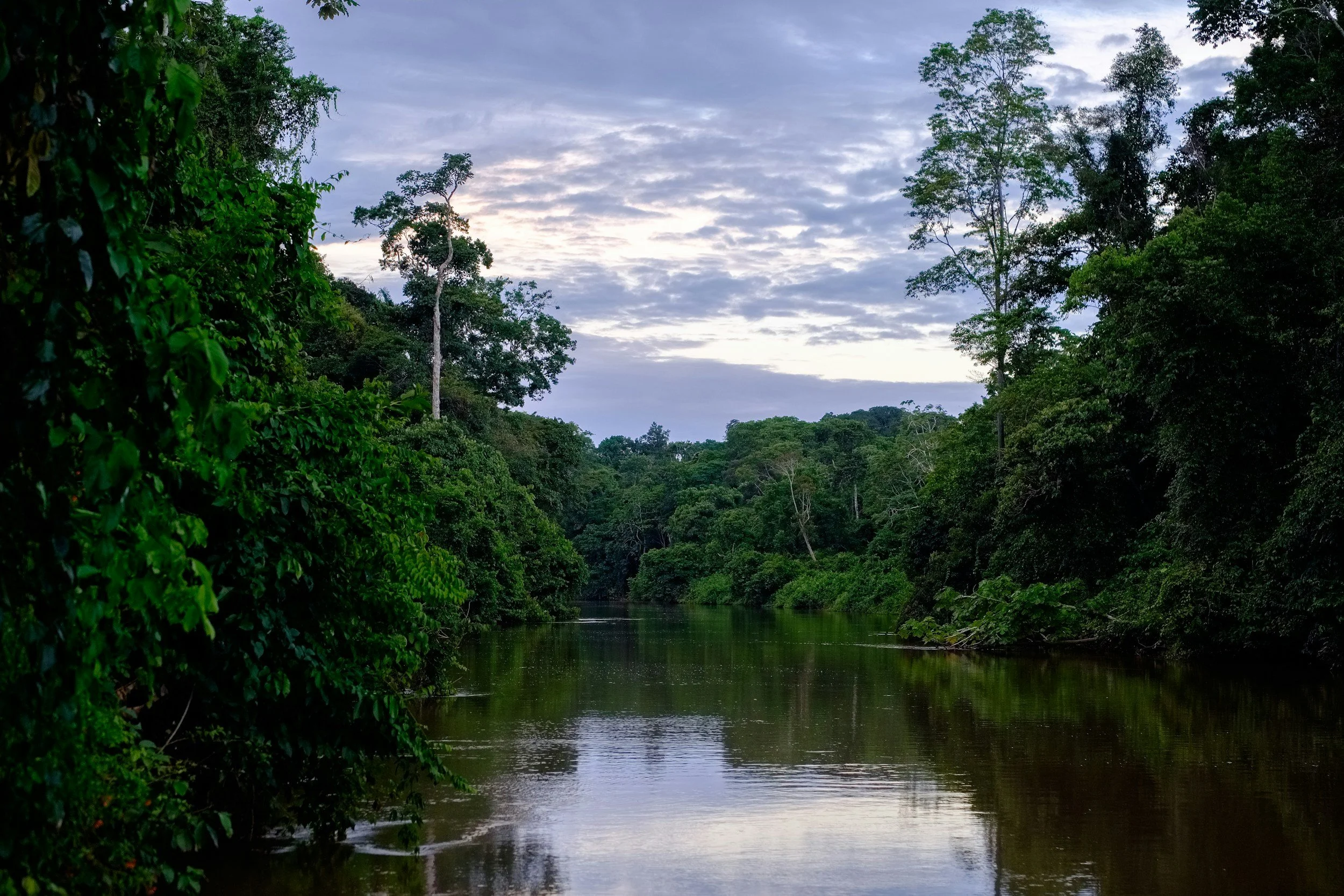 Can Technology Strengthen Integrity in Nature Markets? Lessons and Innovation Gaps from the Amazon