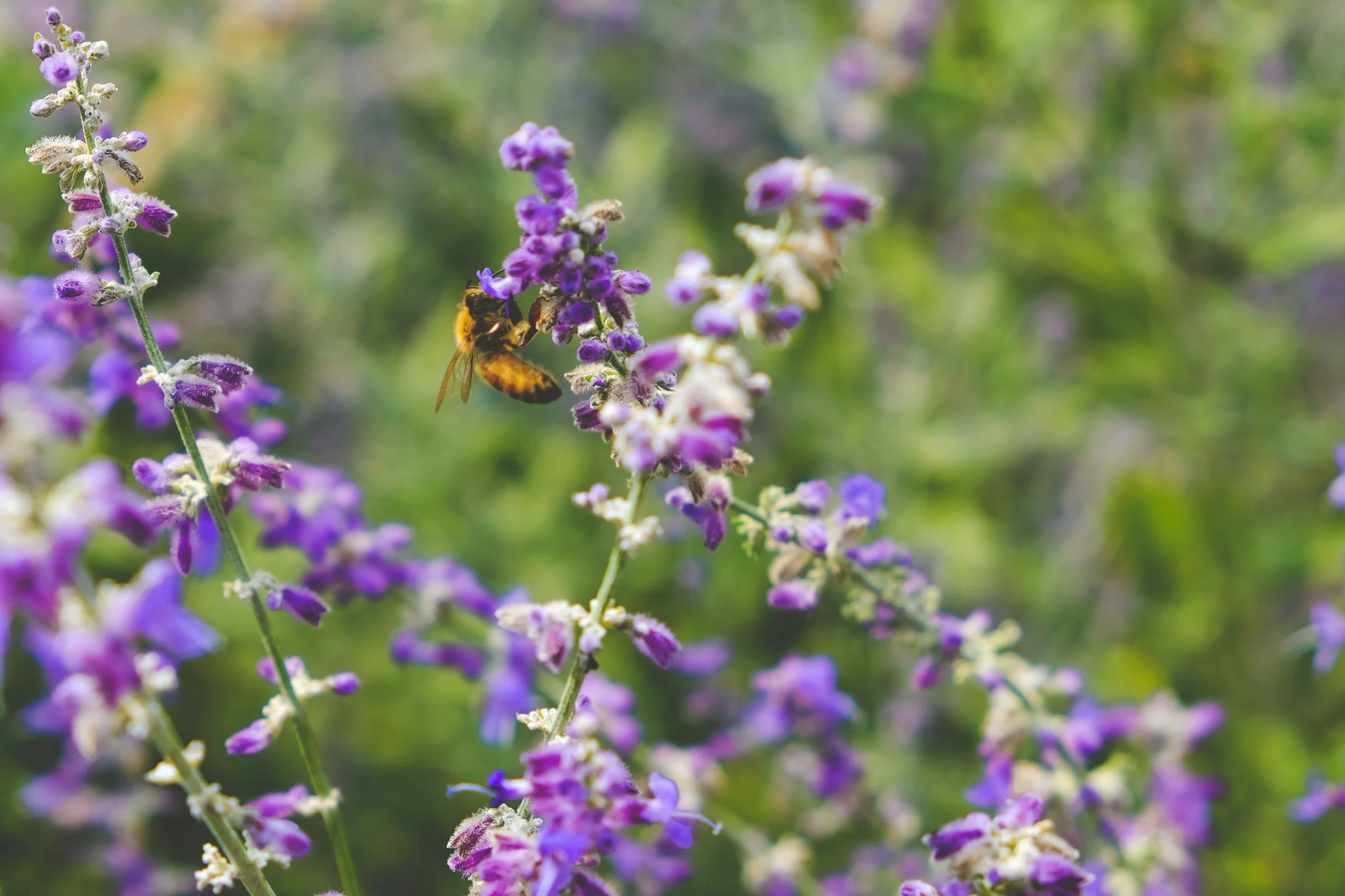 Ecoacoustics in Nature Tech: Making Sound Decisions