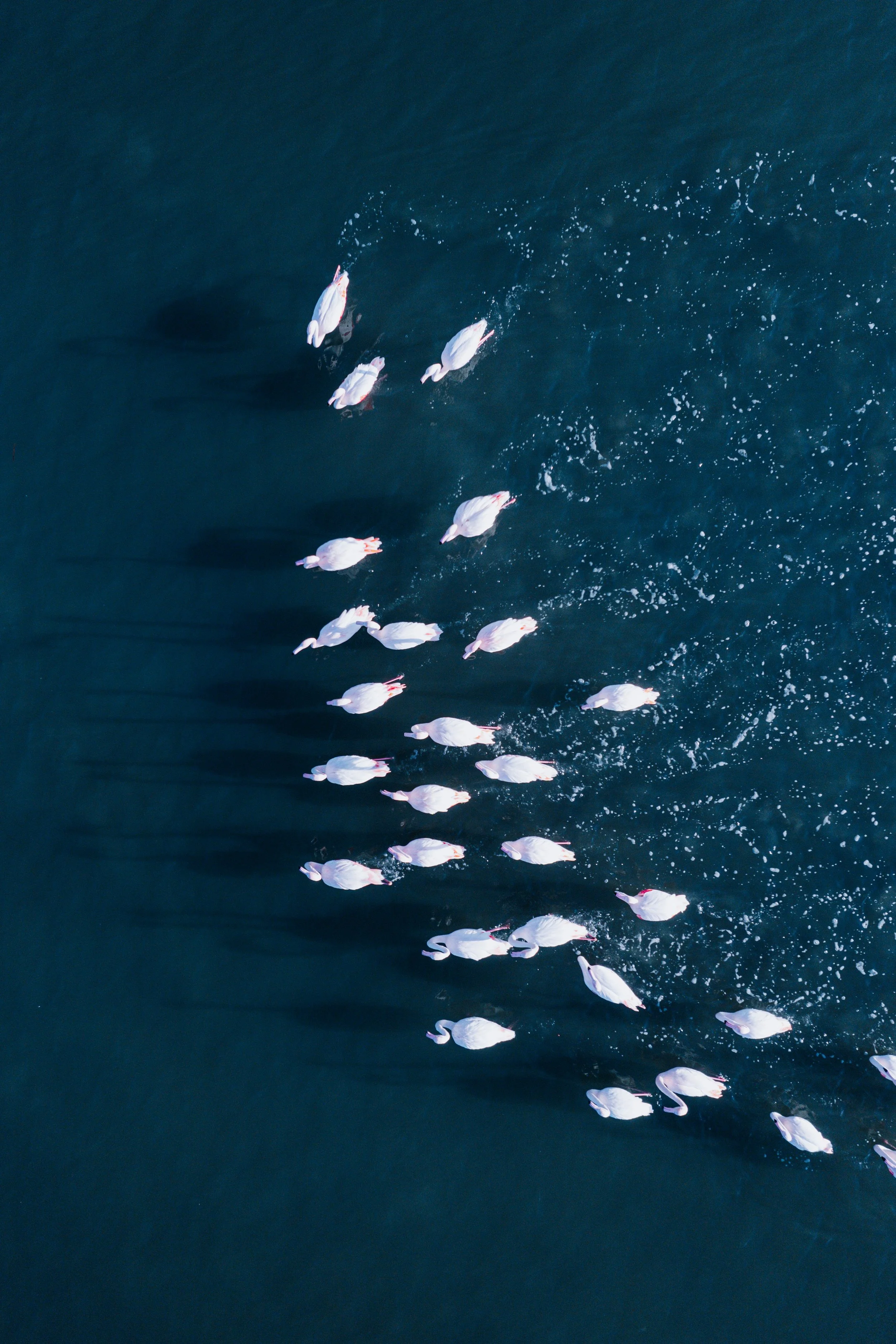 From Commitment to Delivery: Why Nature Programmes Stall and How to Operationalise Them