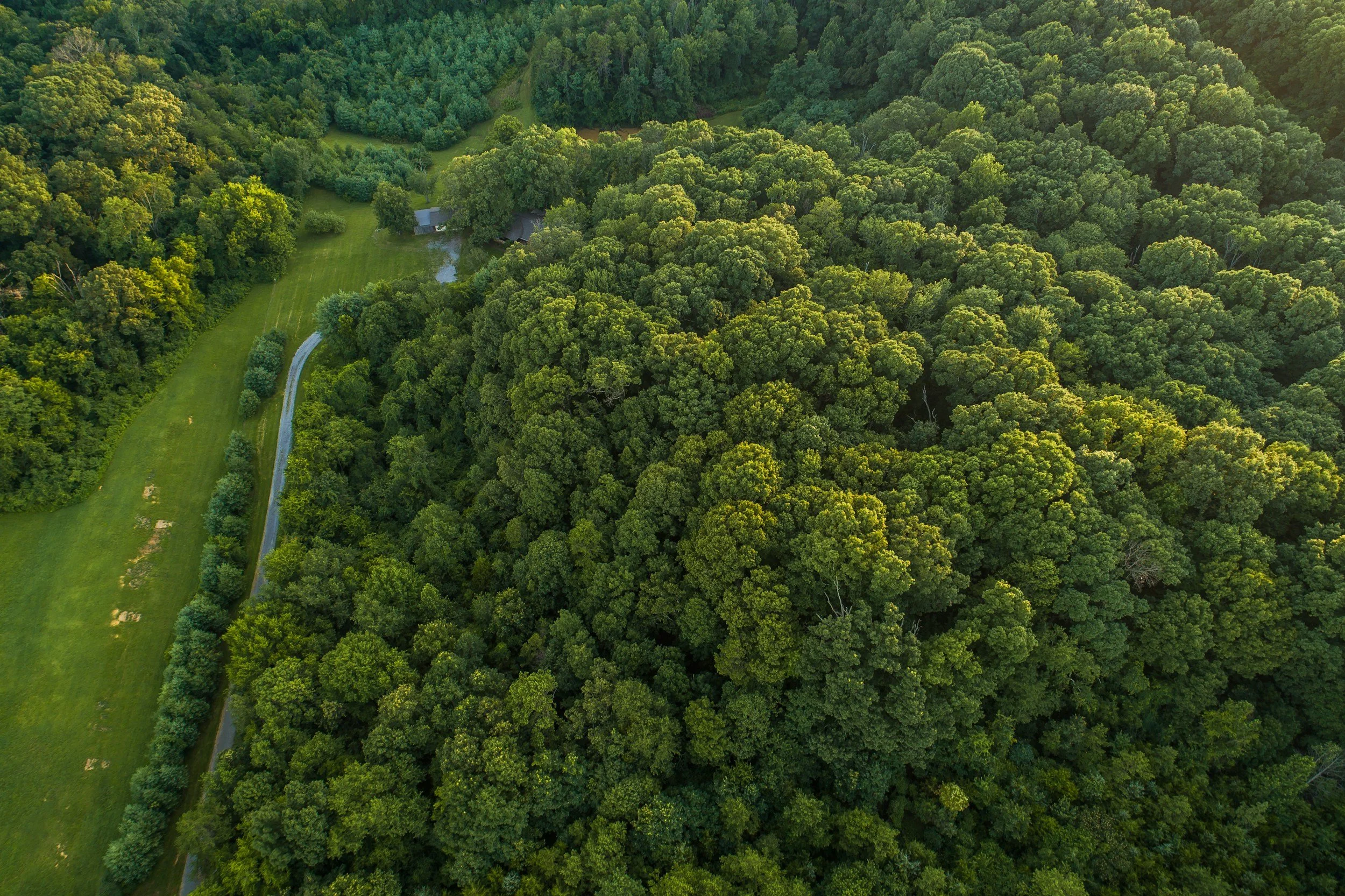 From Remote to Field Intelligence: Scaling Tropical Agroforestry with Smallholder Farmers