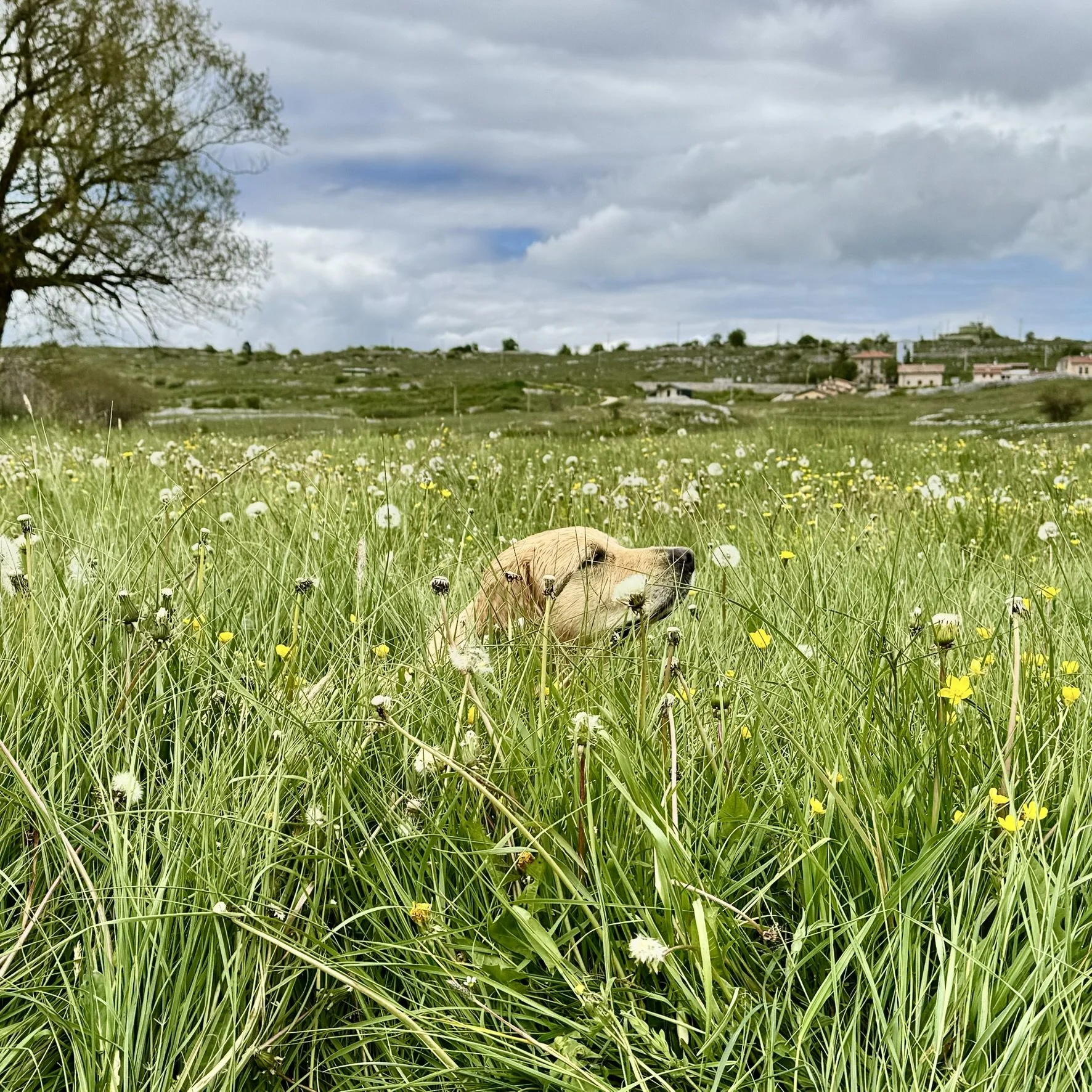 From Renewables to Nature: How Do We Scale the Next Mainstream Asset Class?