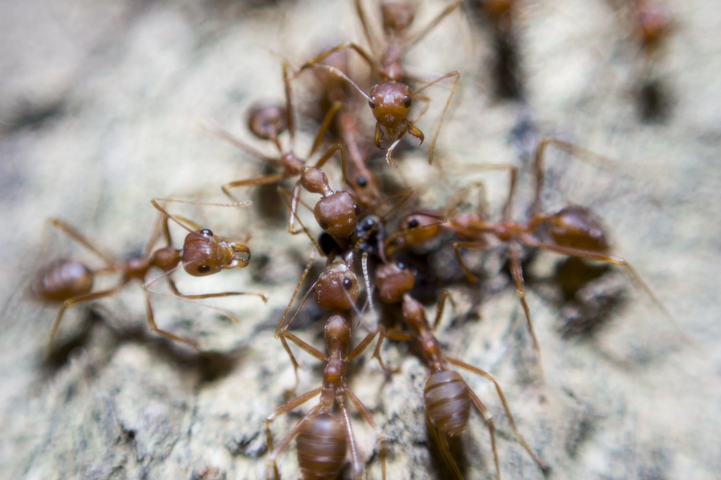 How Can We, the Nature Tech Community, Deliver More Impact?