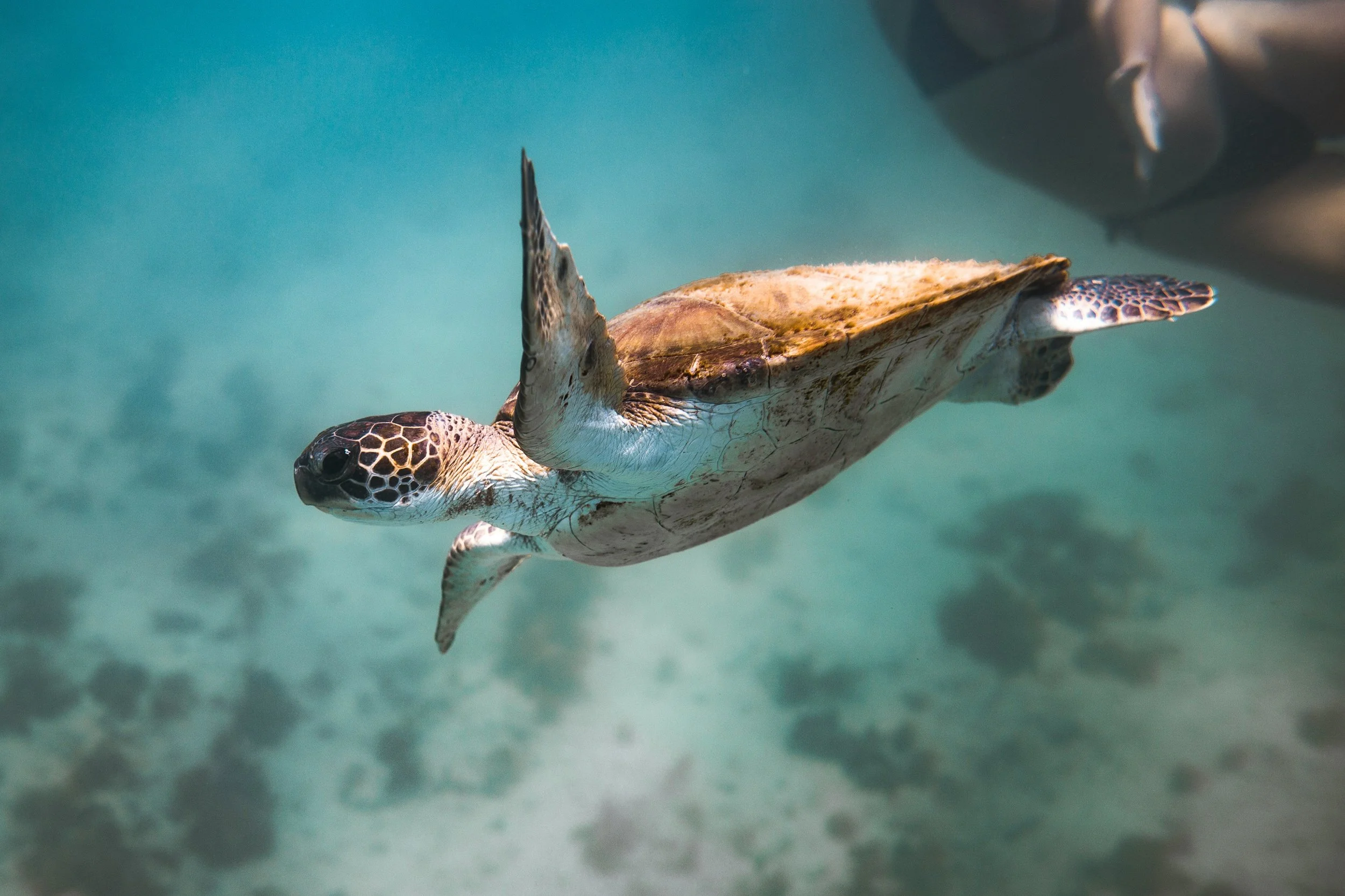 Nature as a Client? How Legal Personhood Creates a Market for Nature Tech