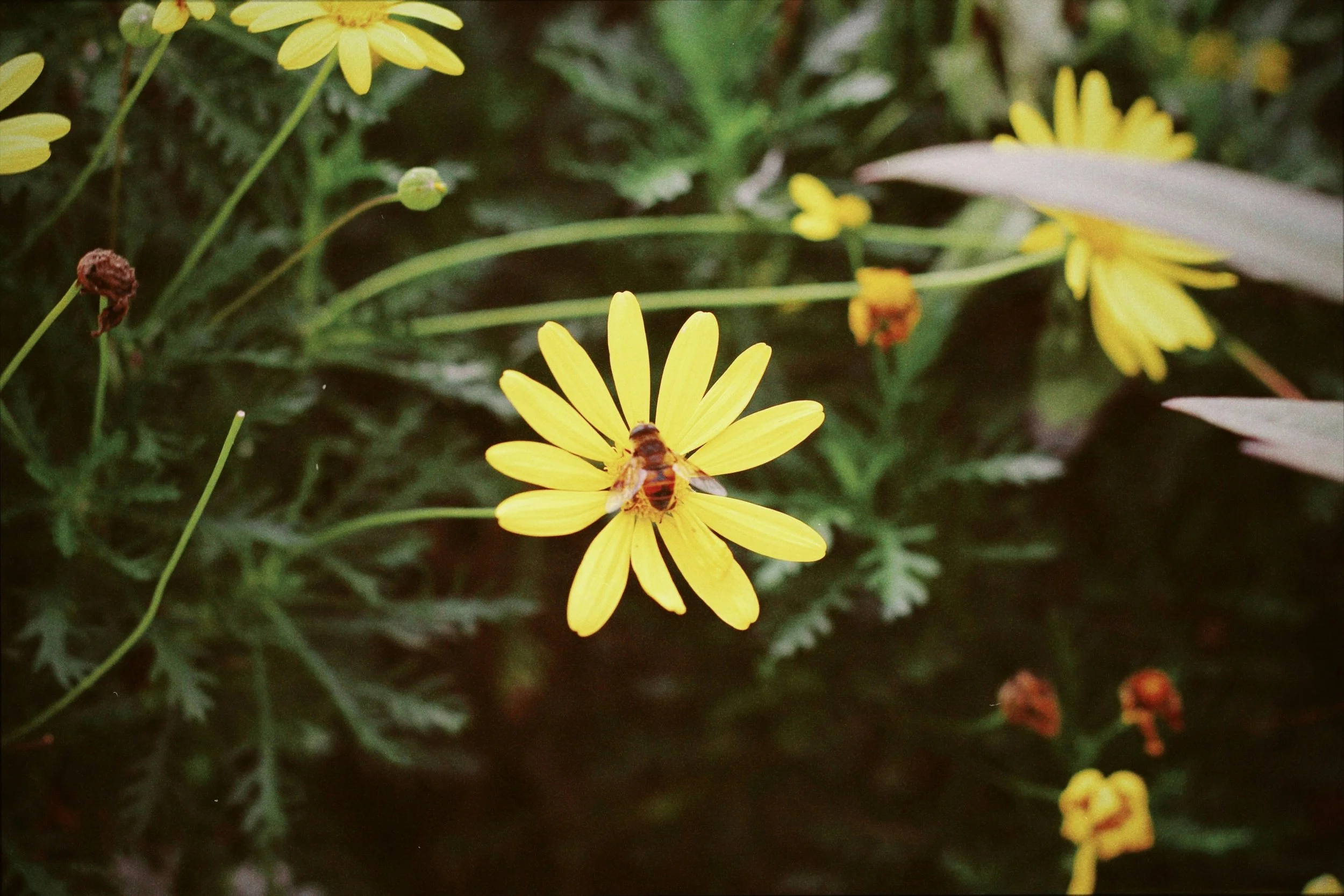 Disclosure ready? Trends and gaps in nature tools and corporate sustainability disclosure